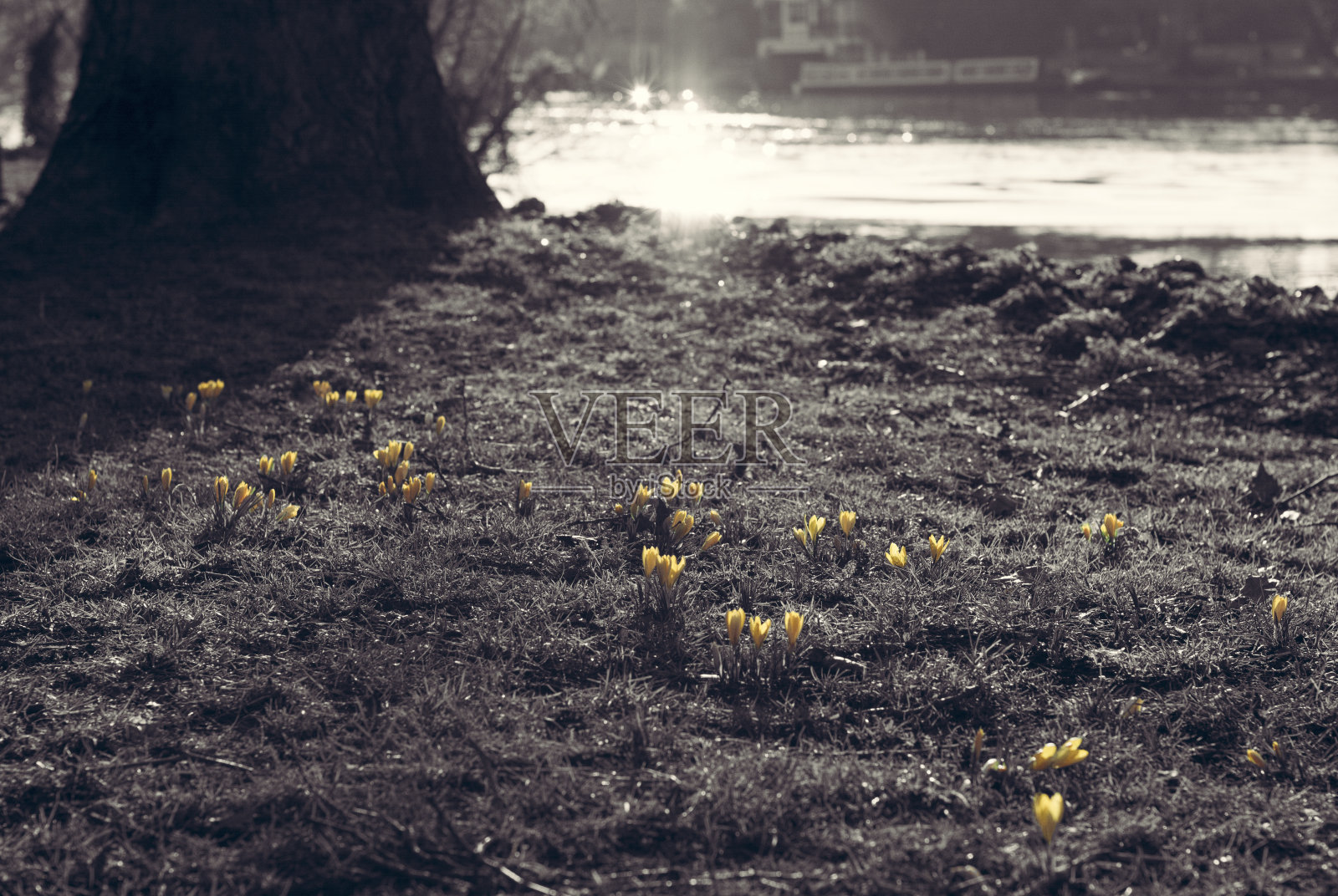 春花绽放照片摄影图片