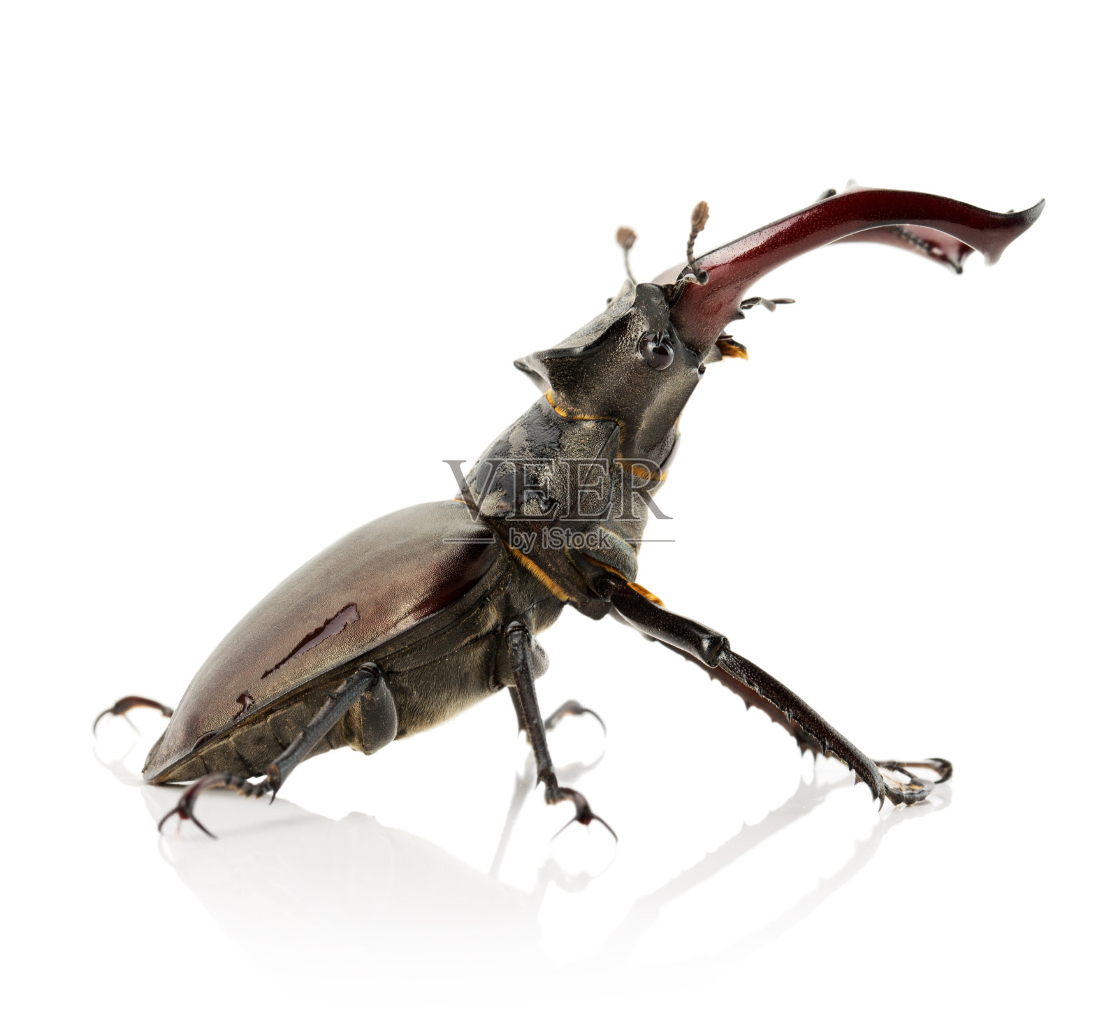 牡鹿甲虫孤立在白色背景上照片摄影图片