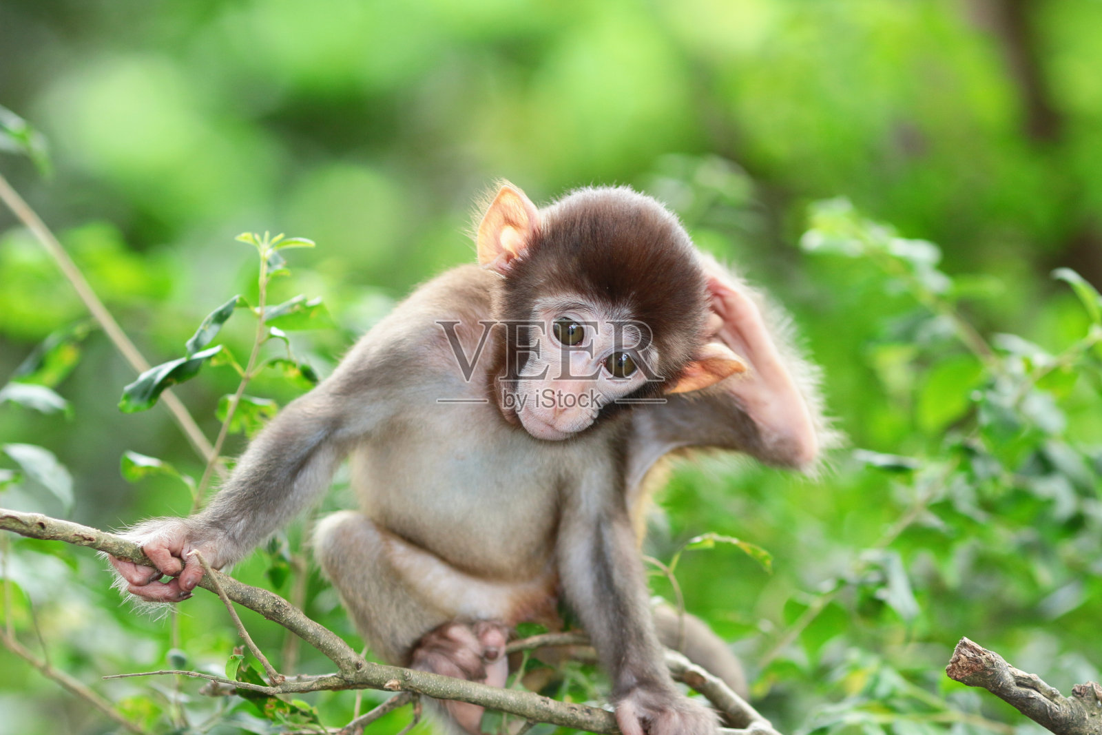 愚蠢的香港白化猕猴照片摄影图片