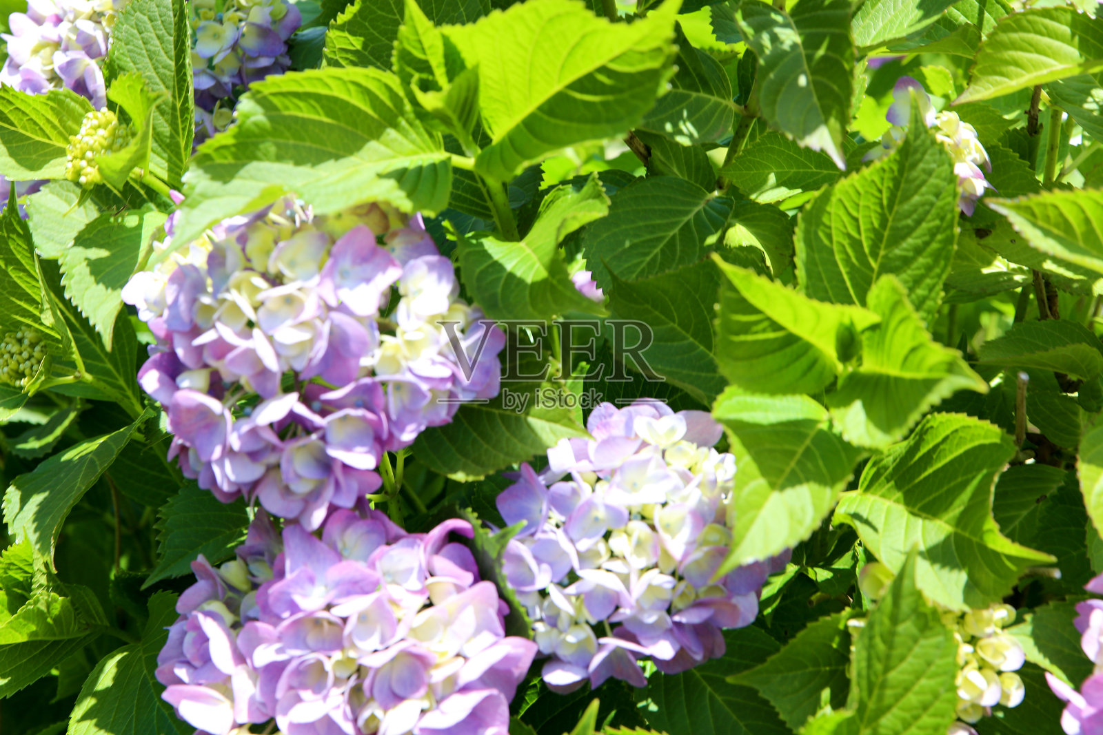 绣球花照片摄影图片