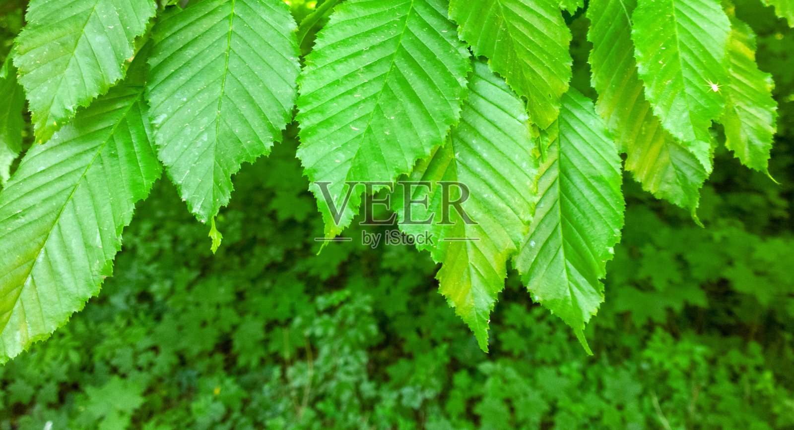 闪亮的绿叶。照片摄影图片