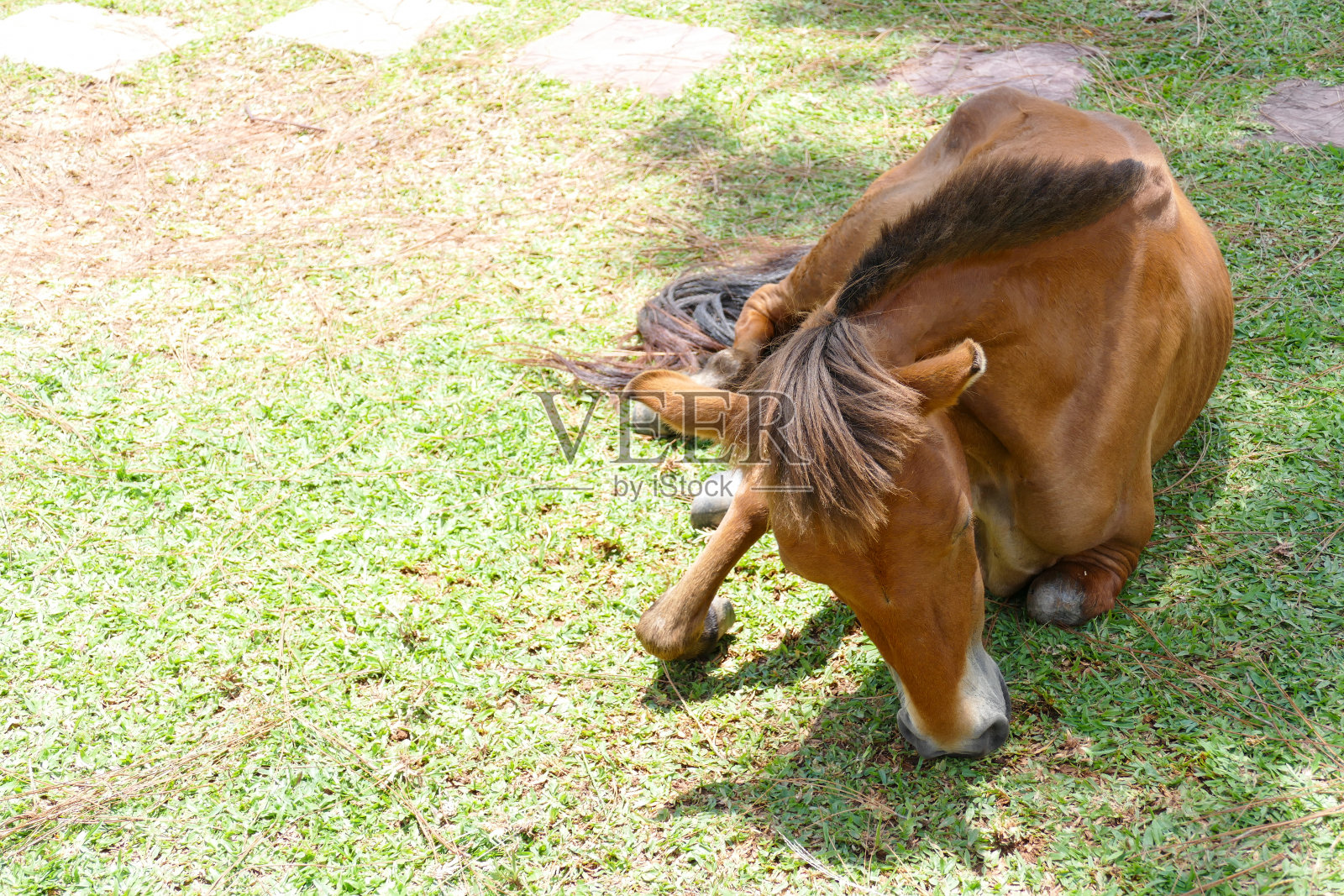 小马在吃草照片摄影图片
