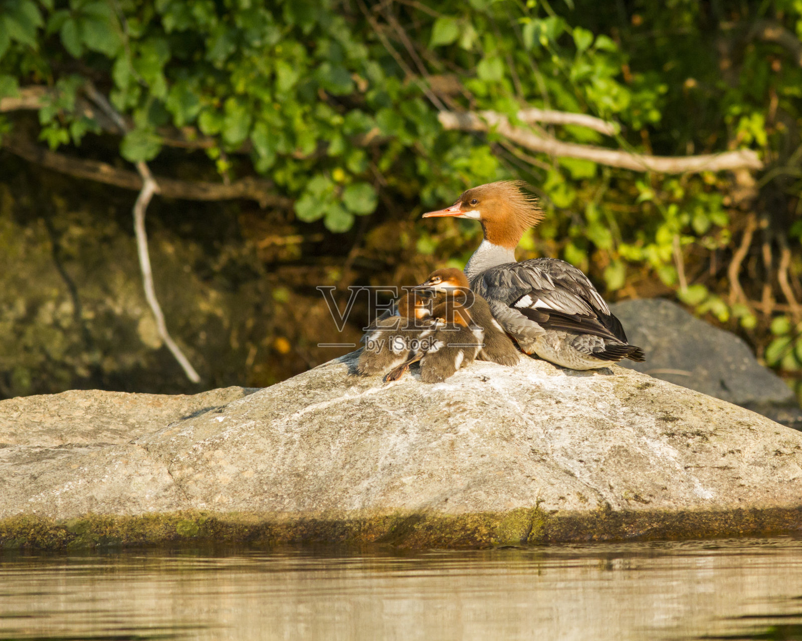 栖息在岩石上的一窝普通的秋灰鸟照片摄影图片