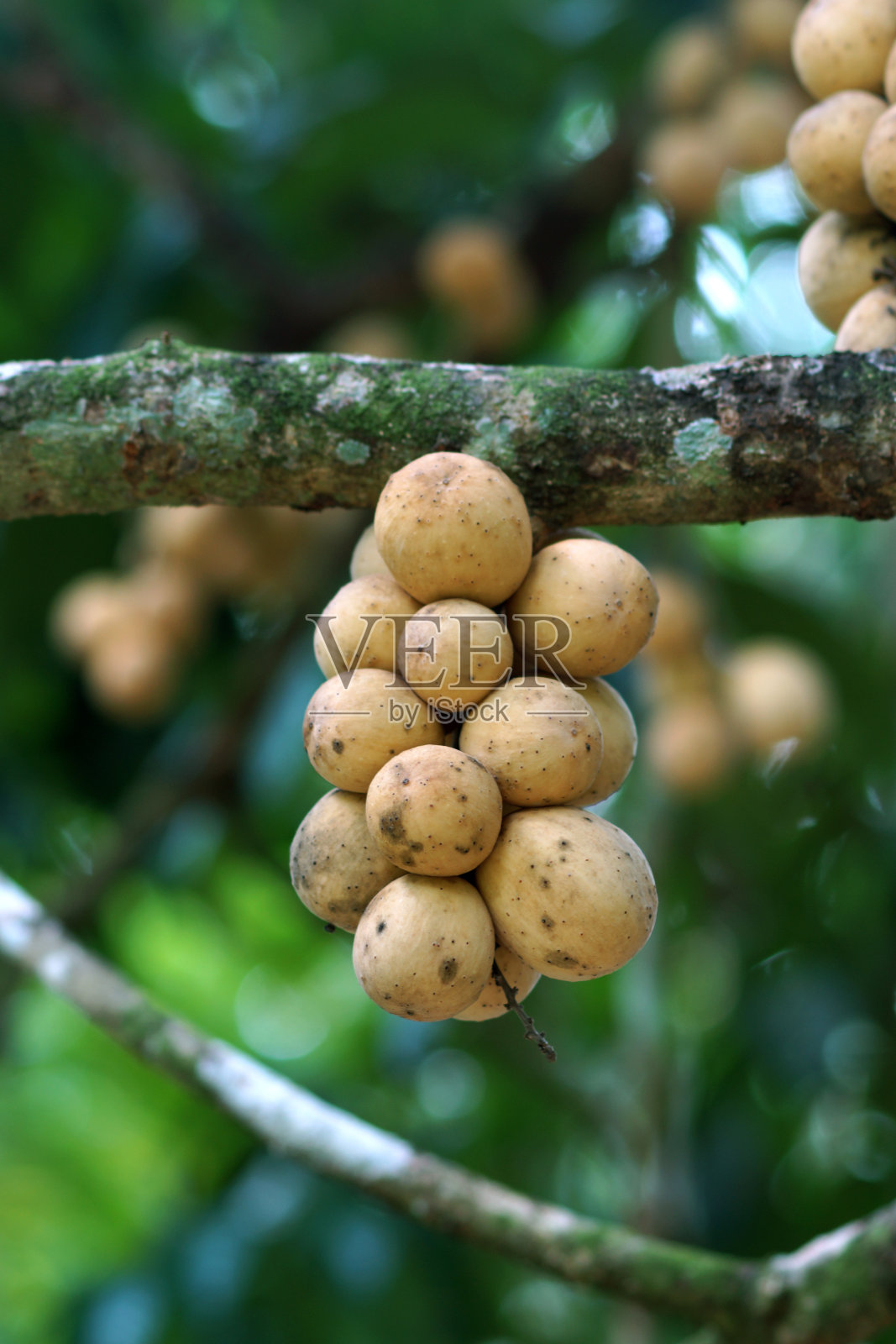 龙宫水果树上的水果在果园。泰国照片摄影图片