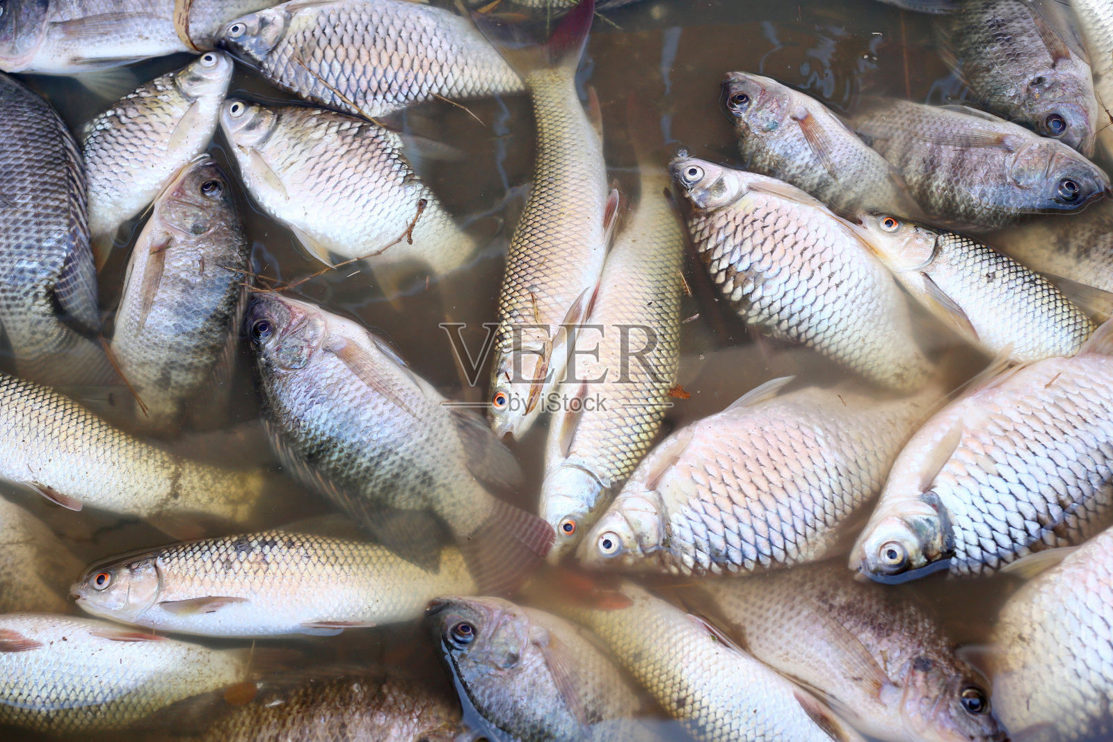 污水导致鱼类死亡照片摄影图片