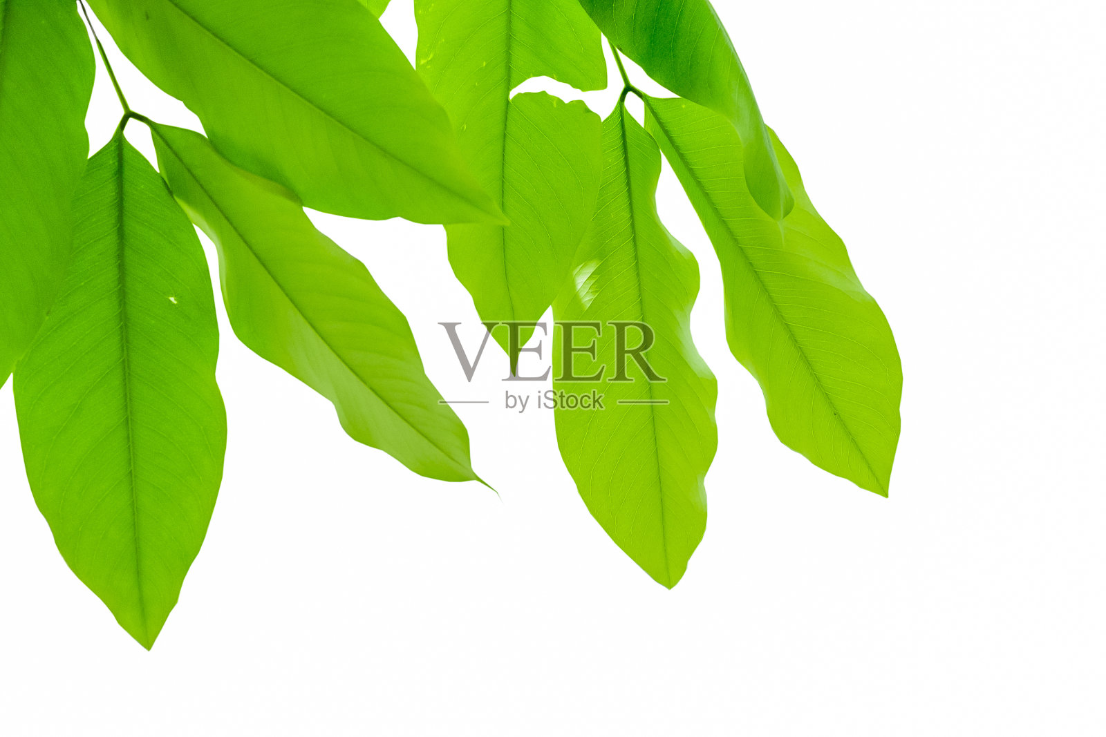 白色背景上的绿叶照片摄影图片