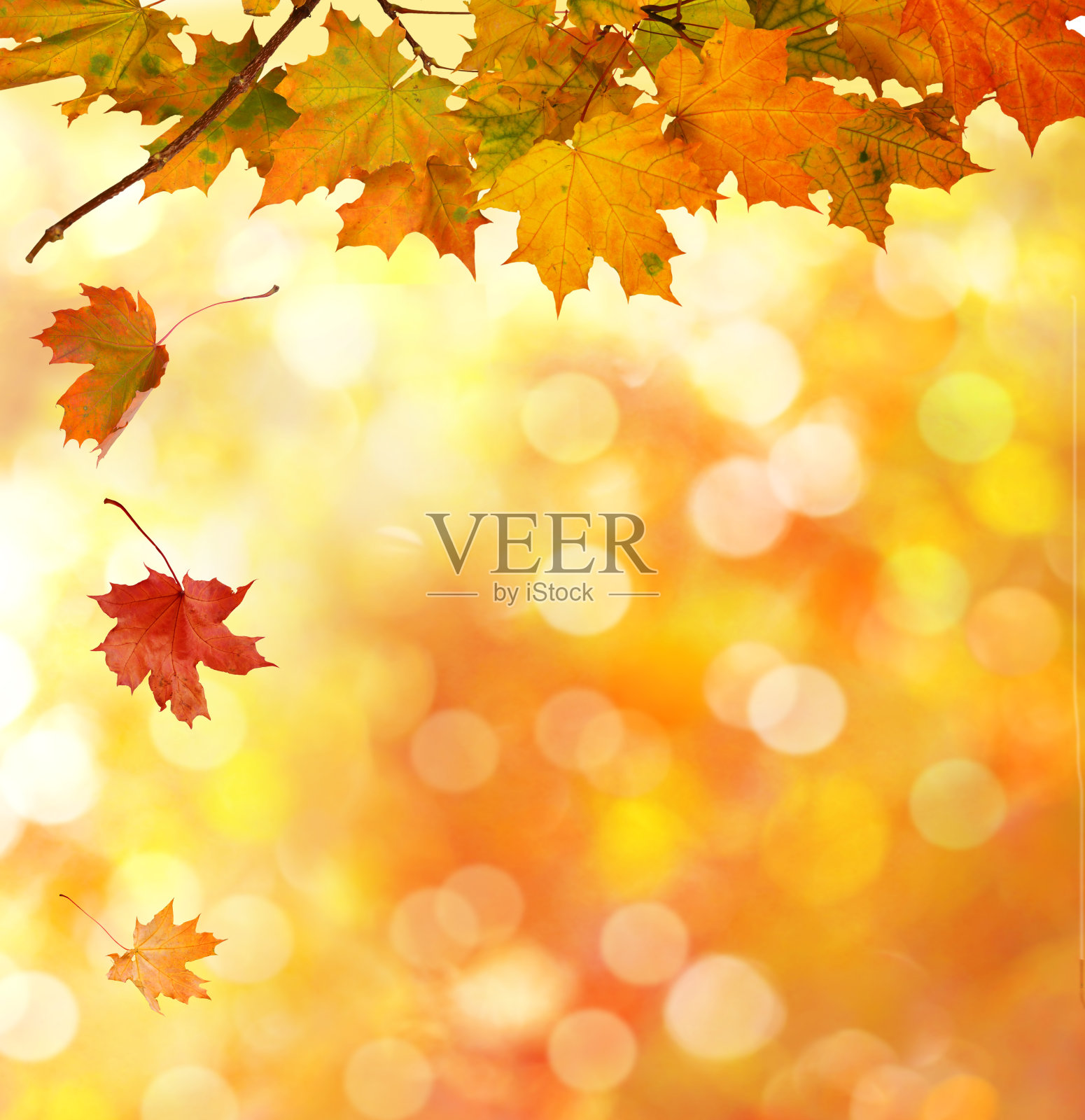 秋叶背景照片摄影图片