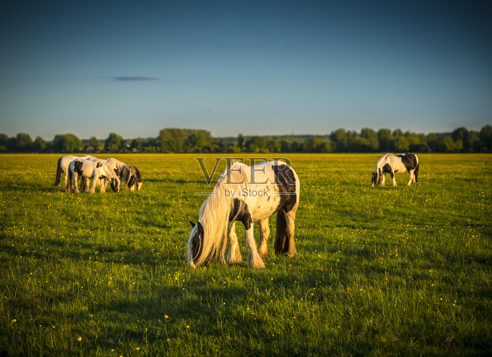在Port Meadow上放牧和玩耍的小马照片摄影图片