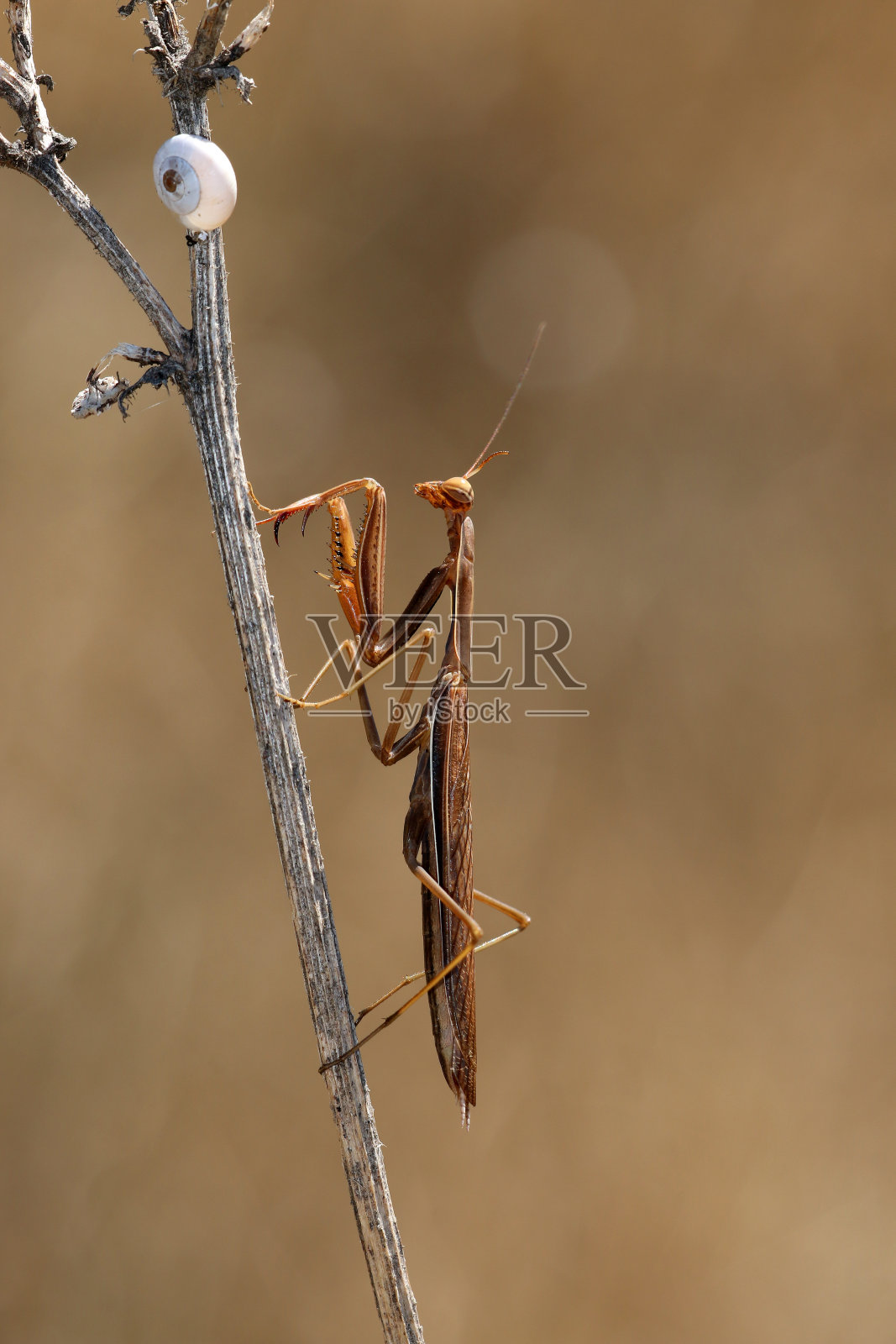 戈特桑贝特林照片摄影图片