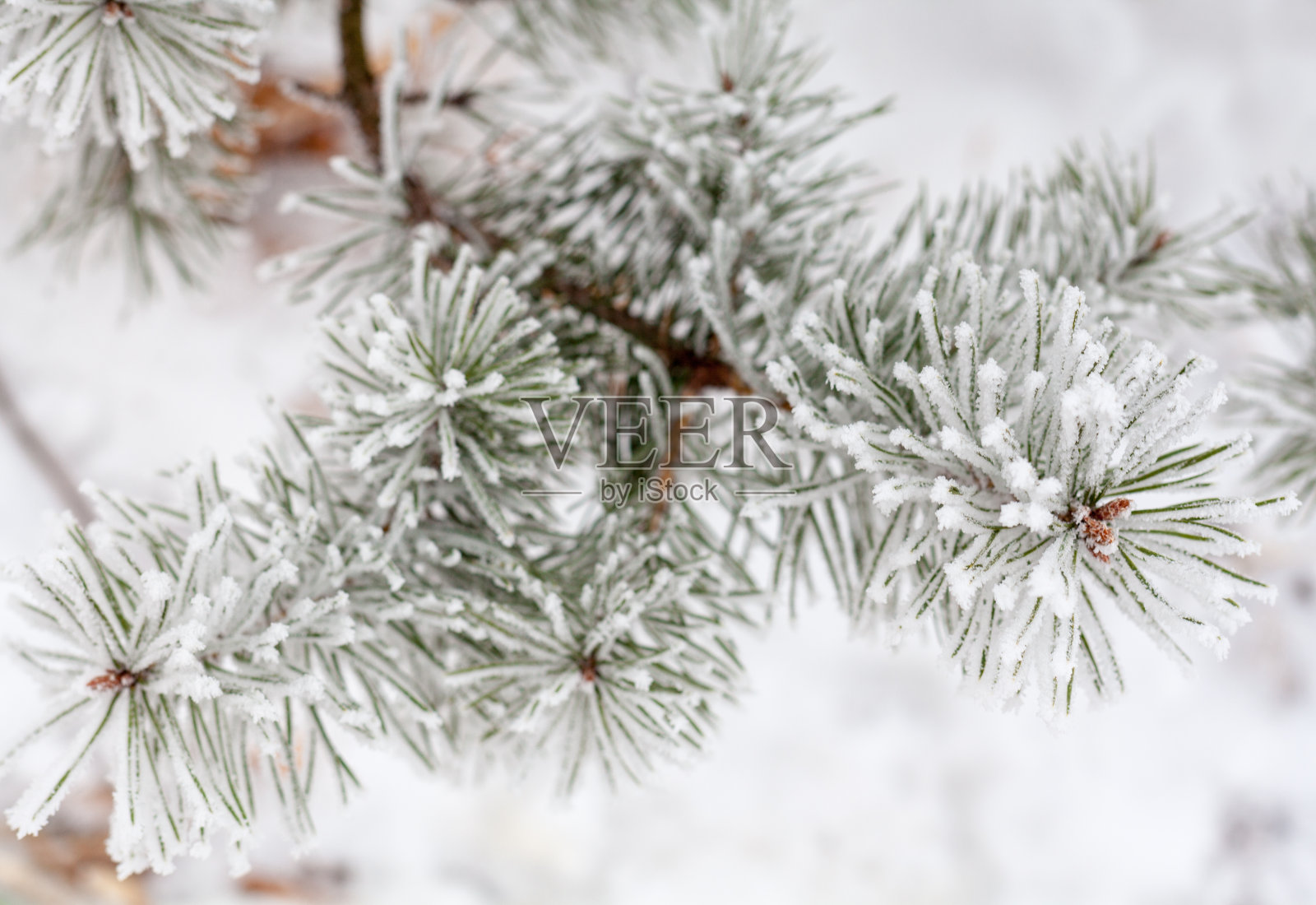 被白霜覆盖的针叶树枝照片摄影图片