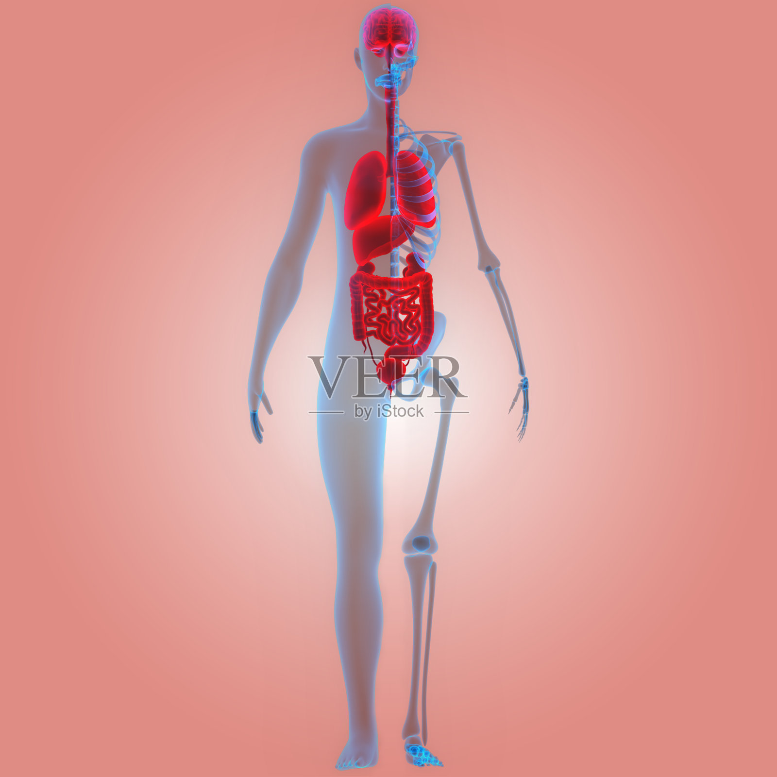 人体器官(脑、肺、大肠、小肠和肾)照片摄影图片
