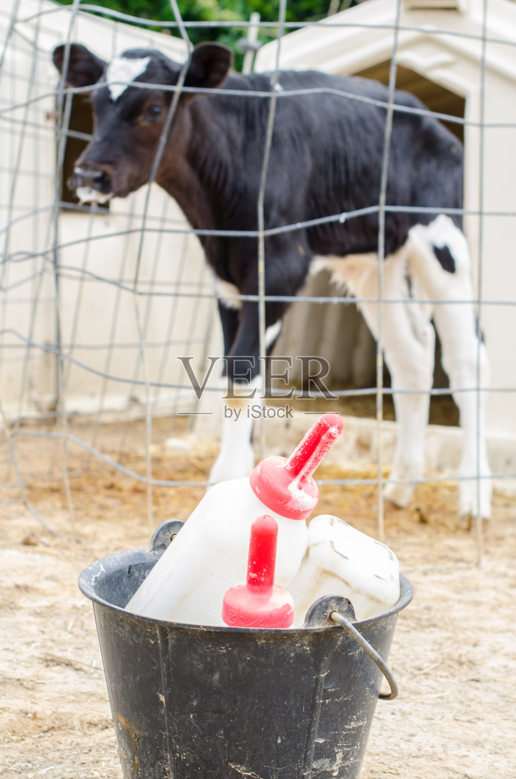 小腿喂食。照片摄影图片