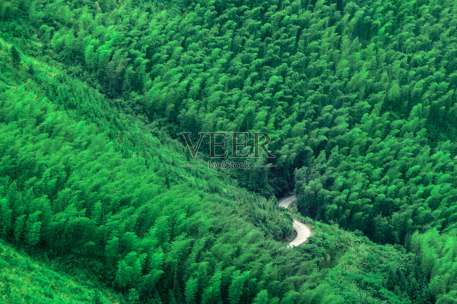 沿着竹林往下看照片摄影图片