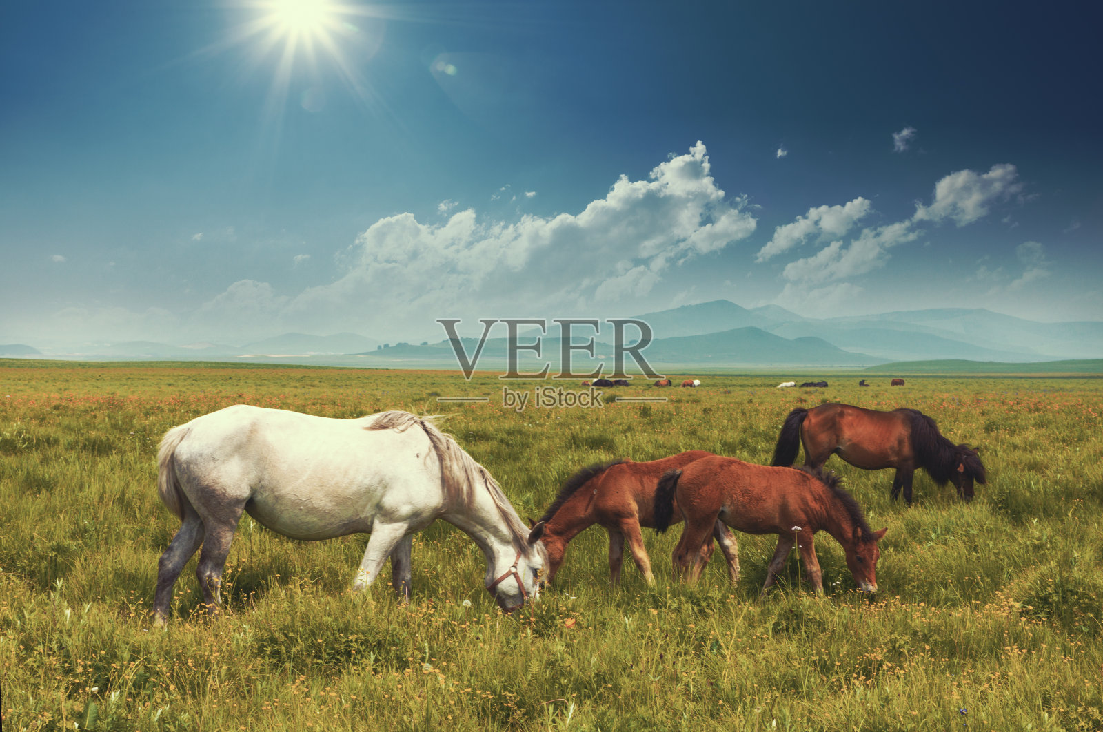 西藏的天际线、草地和马照片摄影图片