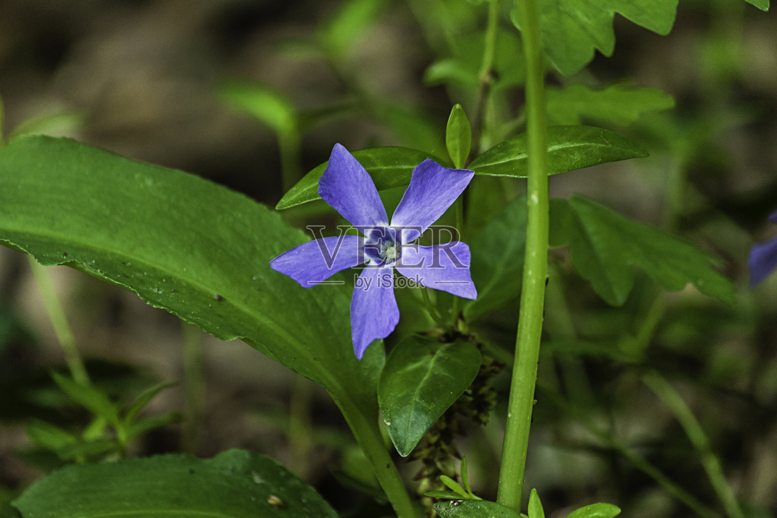 一朵蓝色的花照片摄影图片