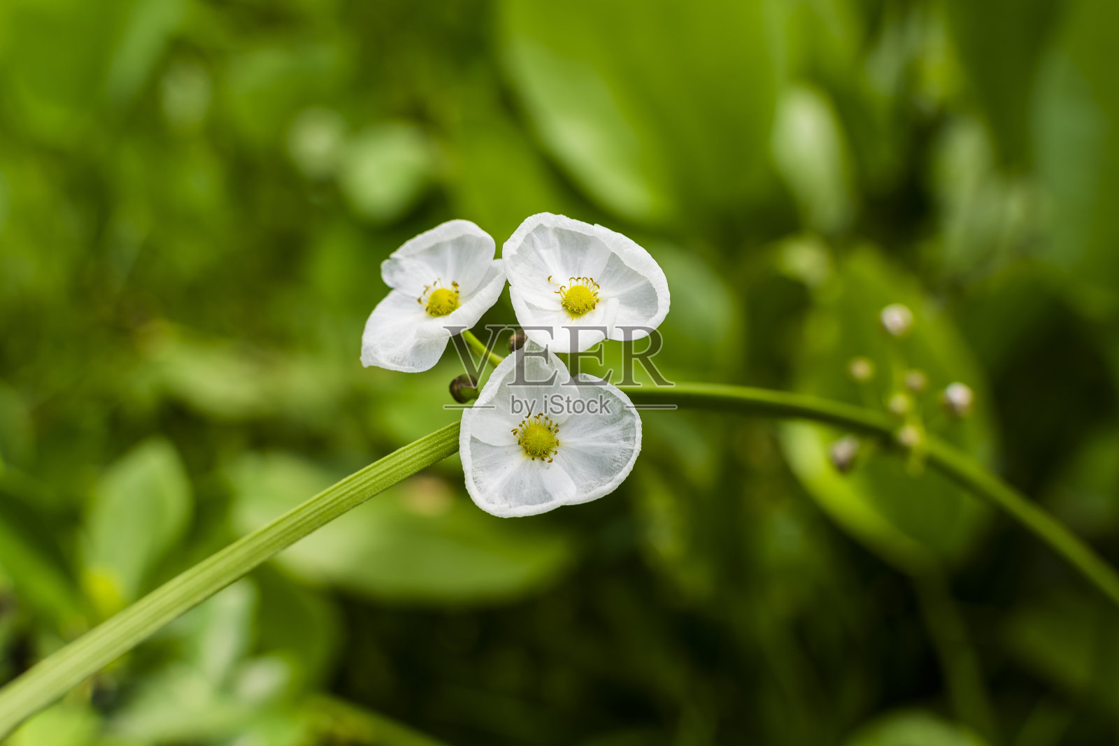 白色的花在绿色的背景上照片摄影图片