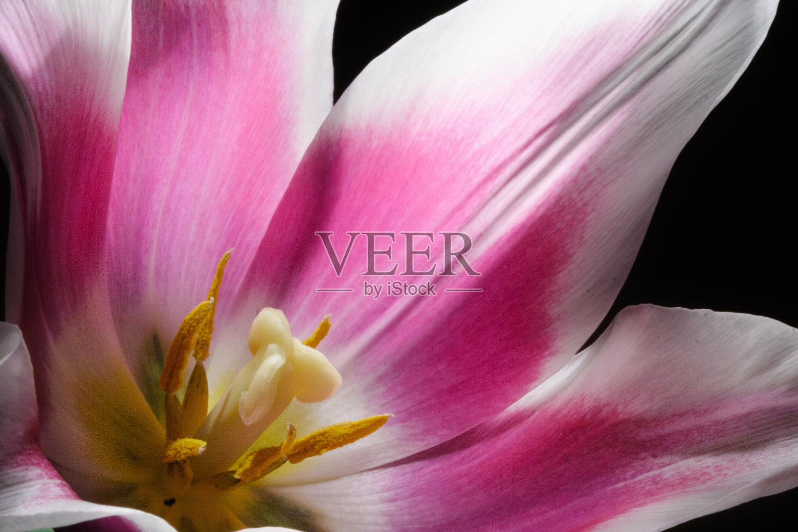 郁金香中心照片摄影图片