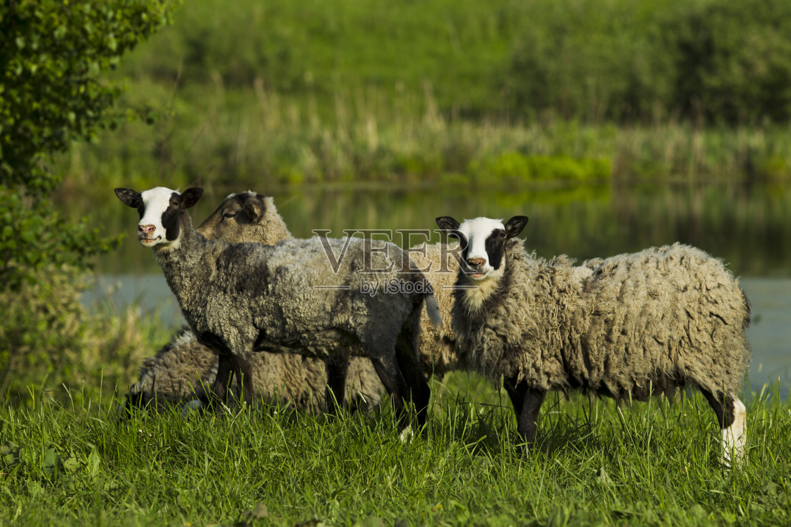 放牧绵羊。照片摄影图片