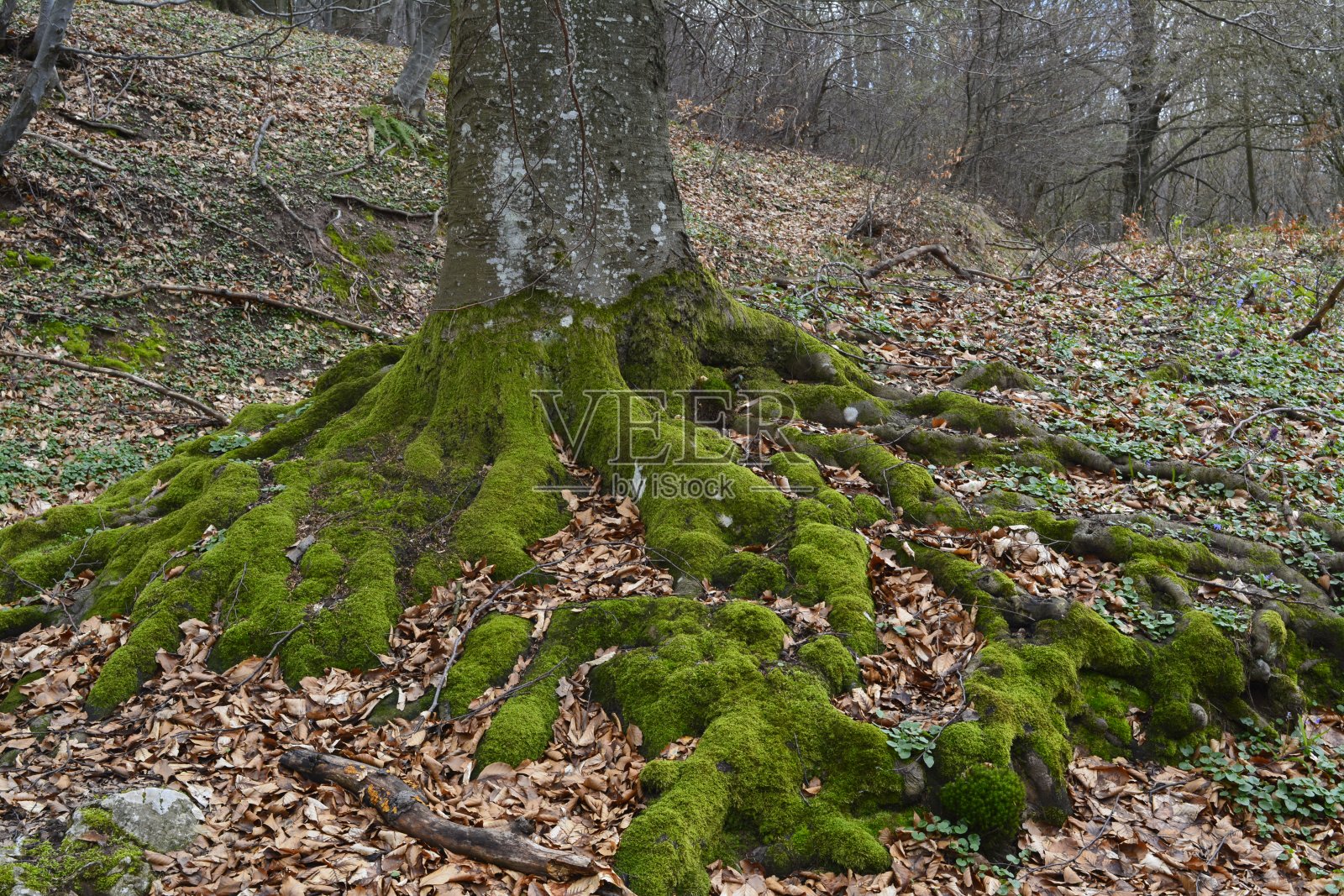 根、苔、林、叶、自然照片摄影图片