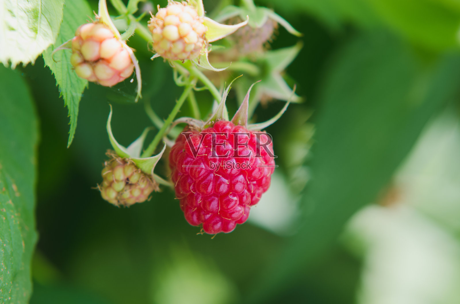 成熟的覆盆子的特写照片摄影图片