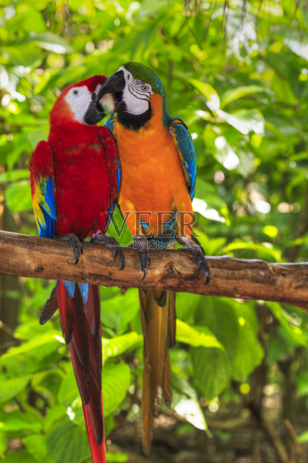 一对金刚鹦鹉在接吻照片摄影图片