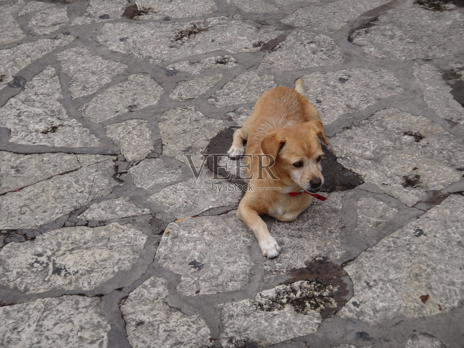 被遗弃的狗照片摄影图片