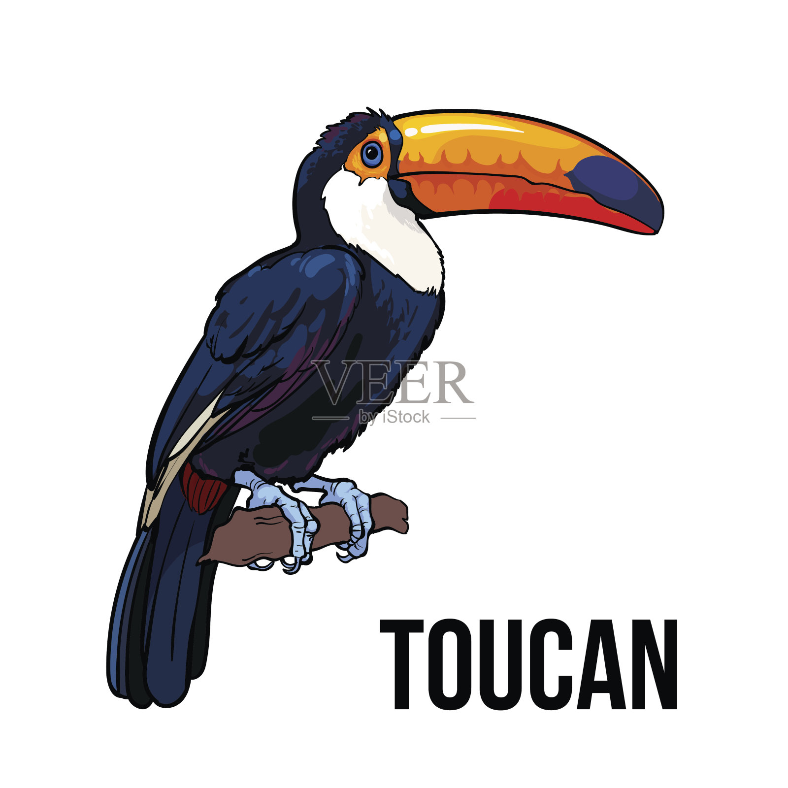 手绘巨嘴鸟坐在树枝上,矢量插图设计元素图片