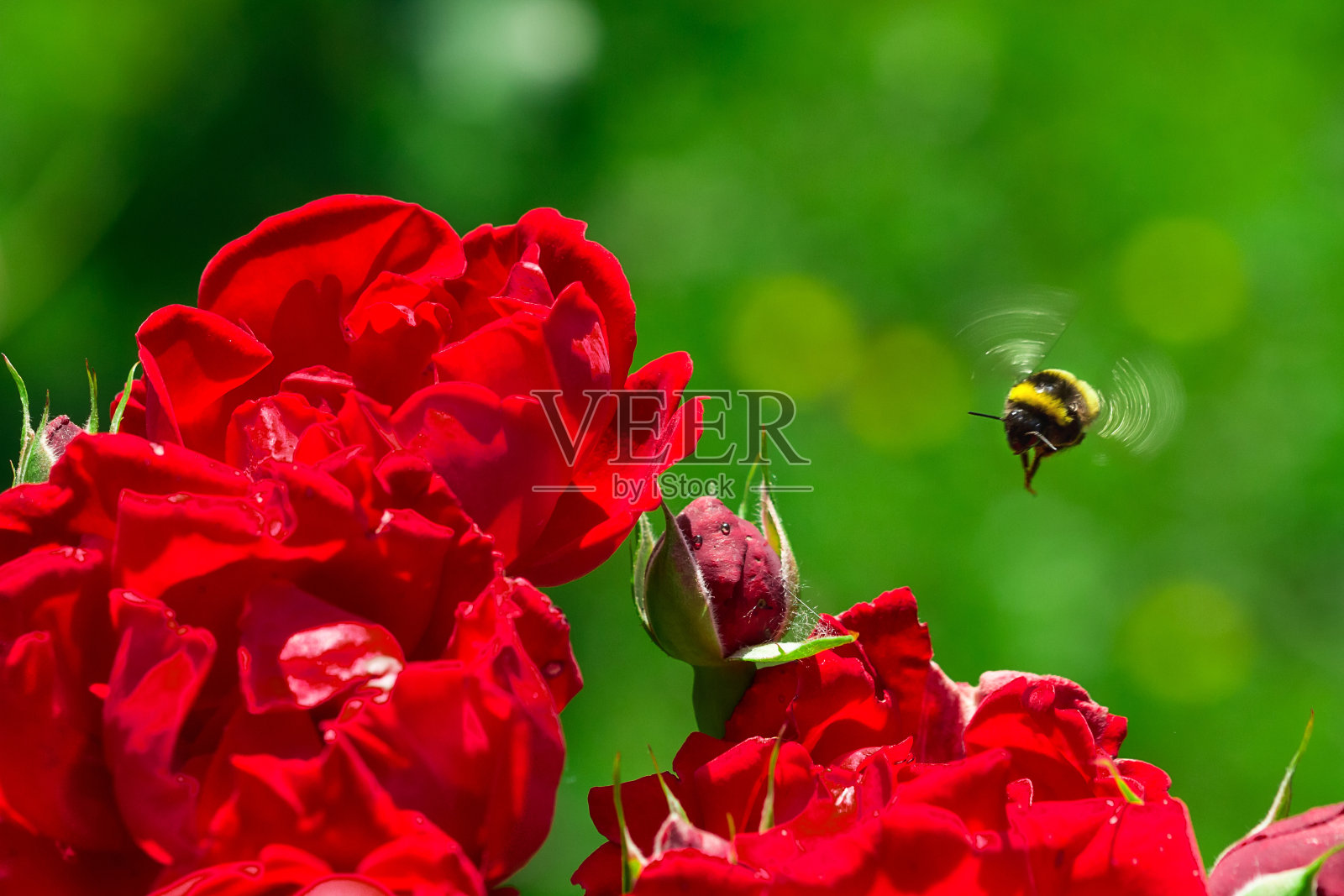 大黄蜂降落在一朵玫瑰上照片摄影图片