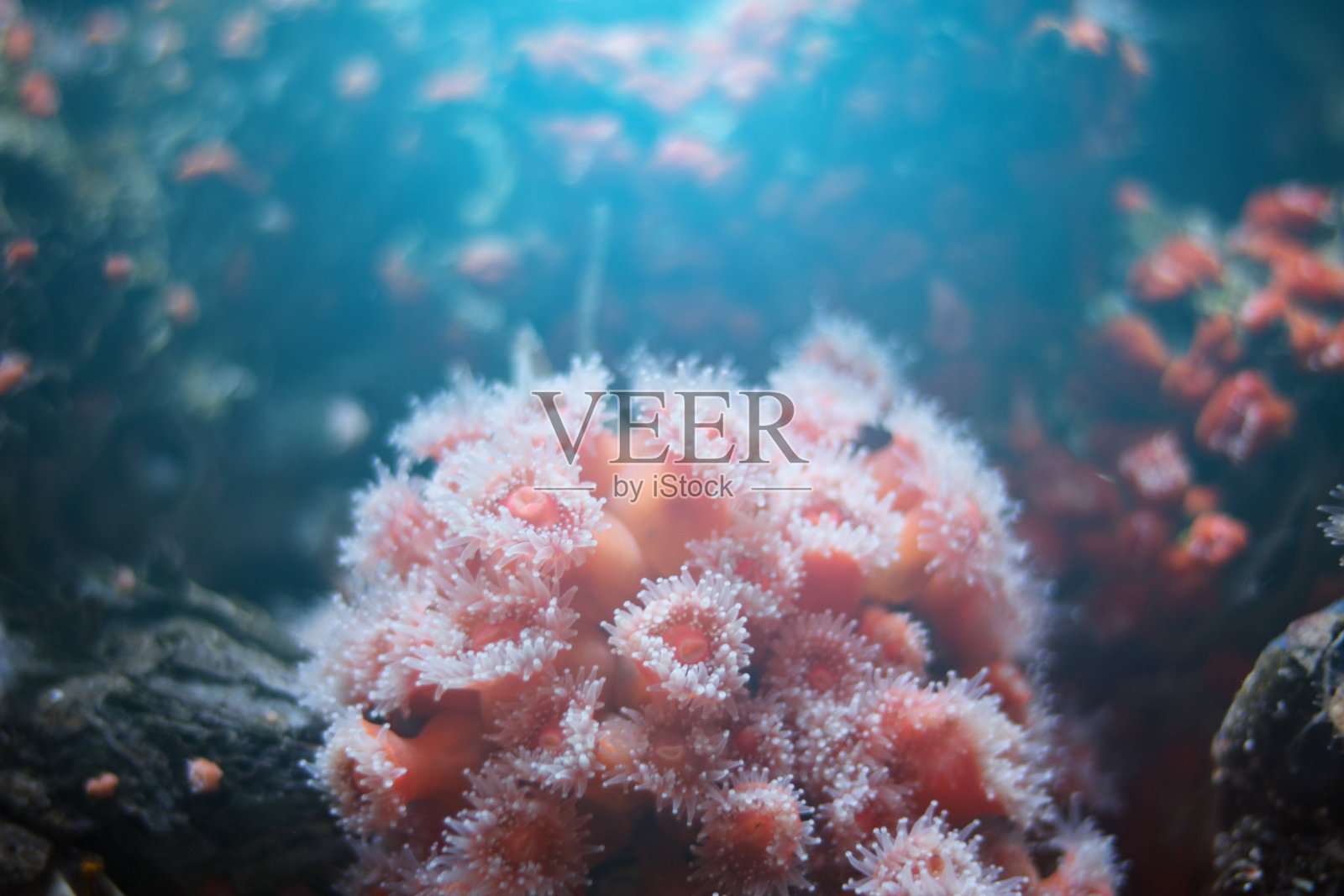 夜间的粉红色珊瑚虫和触须照片摄影图片