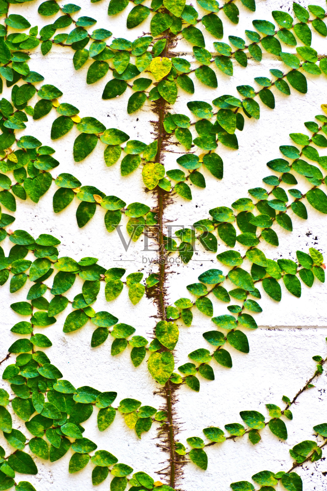 爬虫照片摄影图片