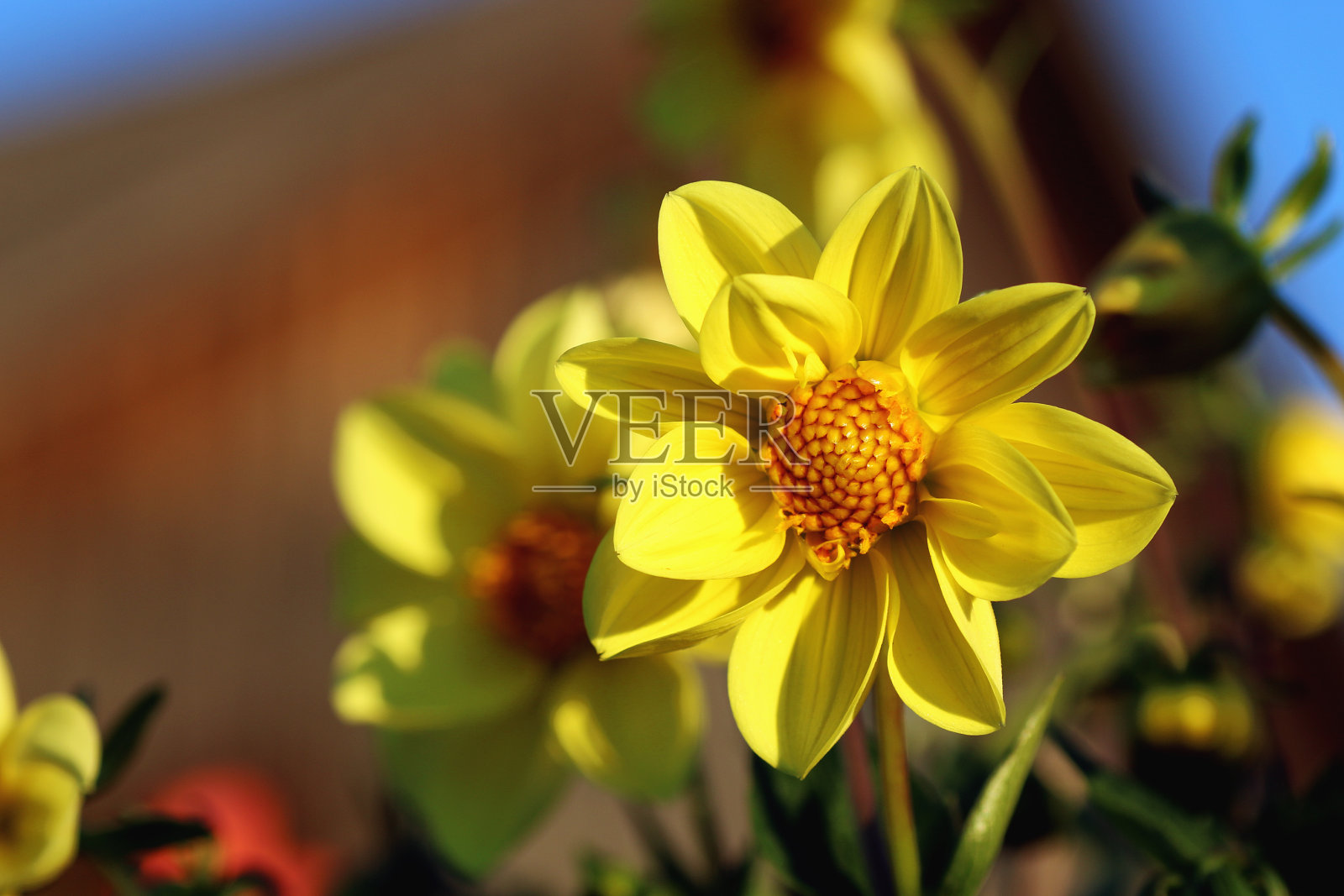 黄花特写照片摄影图片