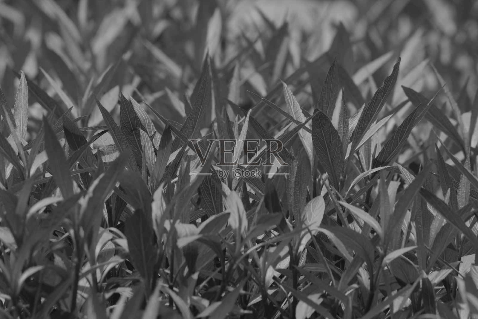 背景草特写照片摄影图片