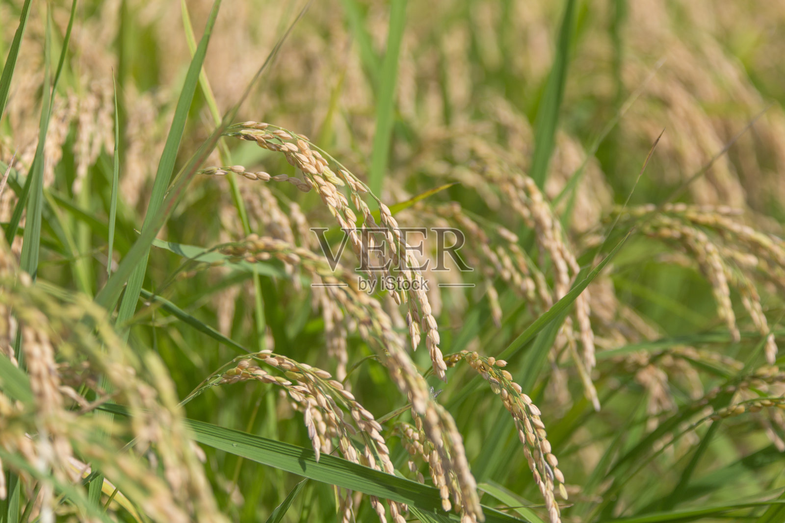 金黄色的收割前的大米照片摄影图片