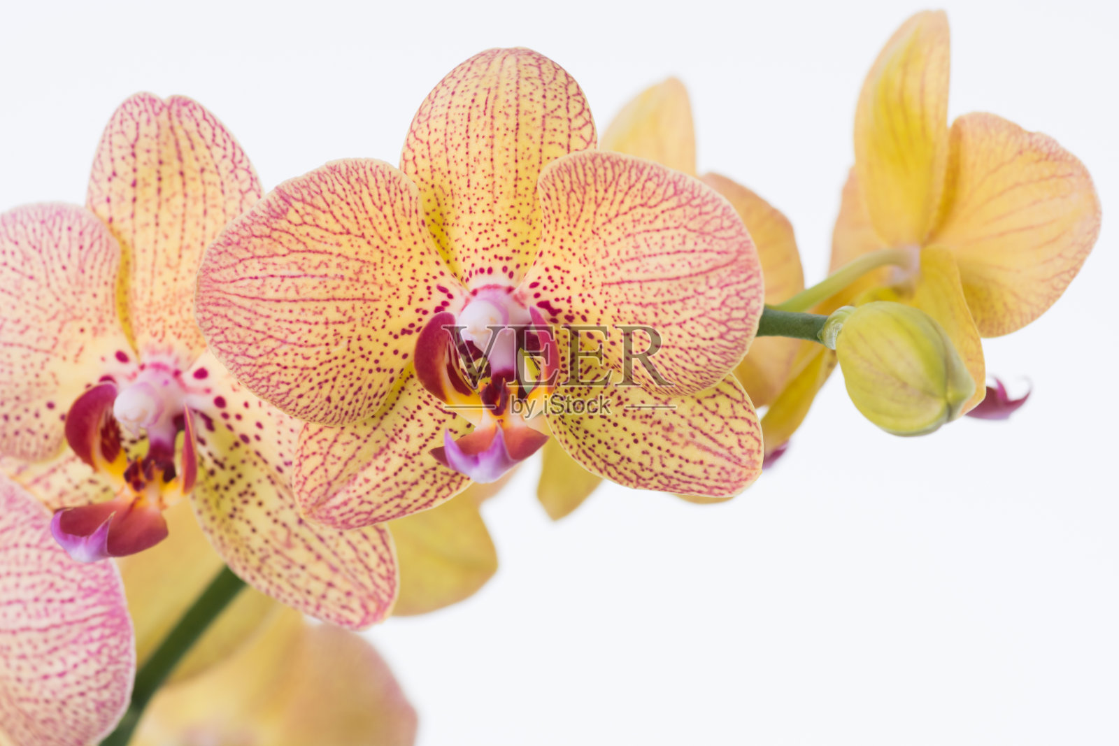 黄色的蝴蝶兰属兰花照片摄影图片