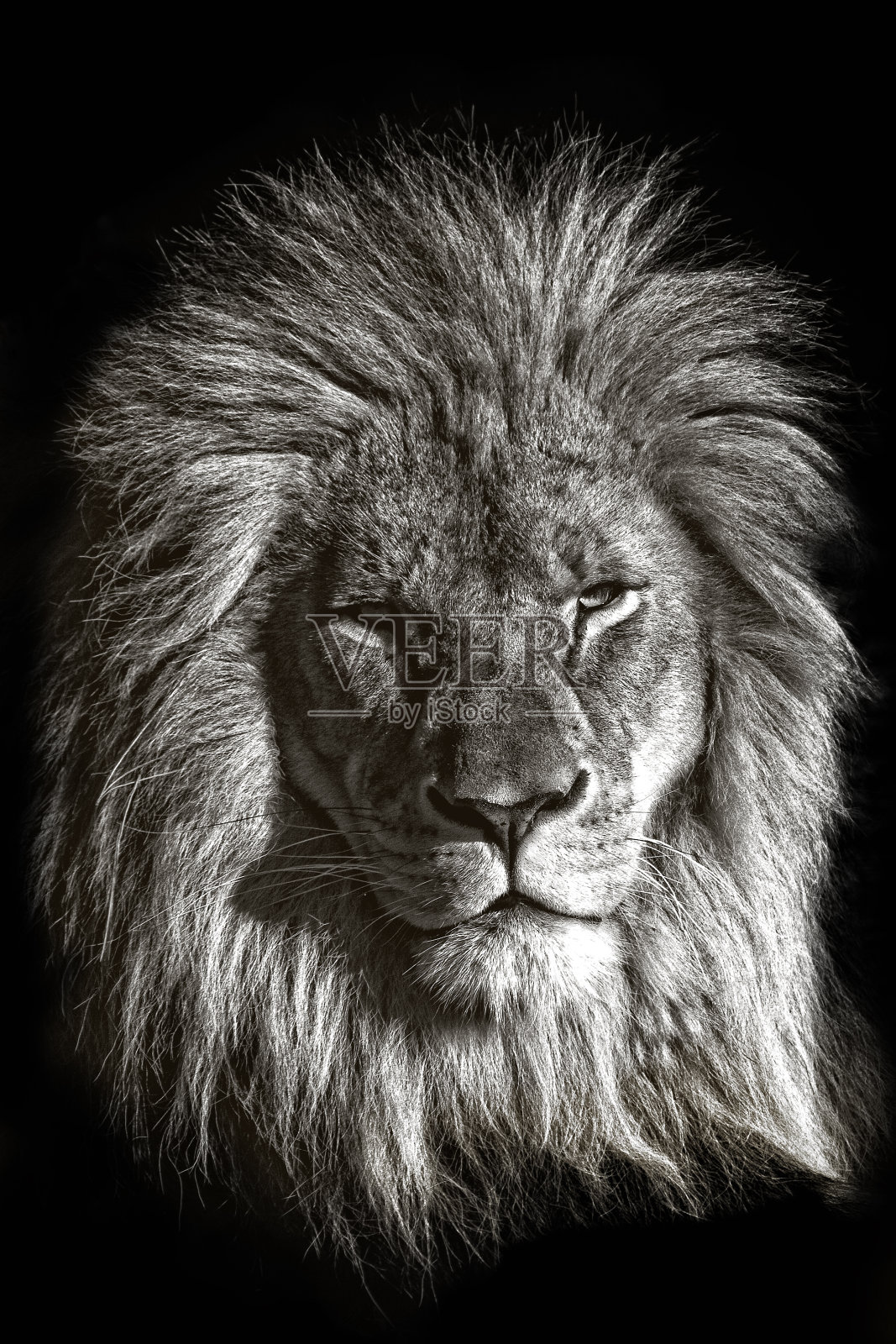 王照片摄影图片