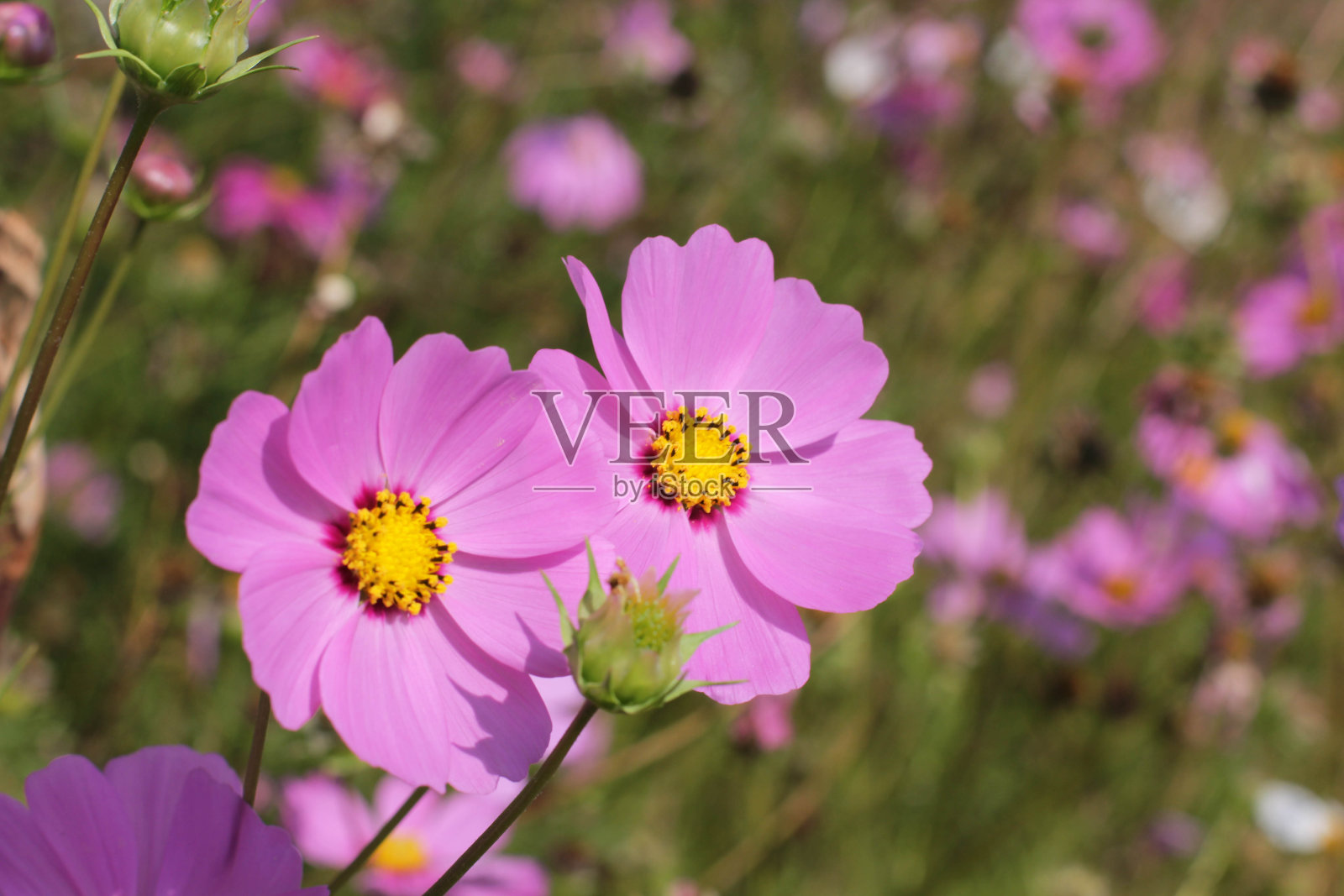 粉红色的花朵盛开照片摄影图片