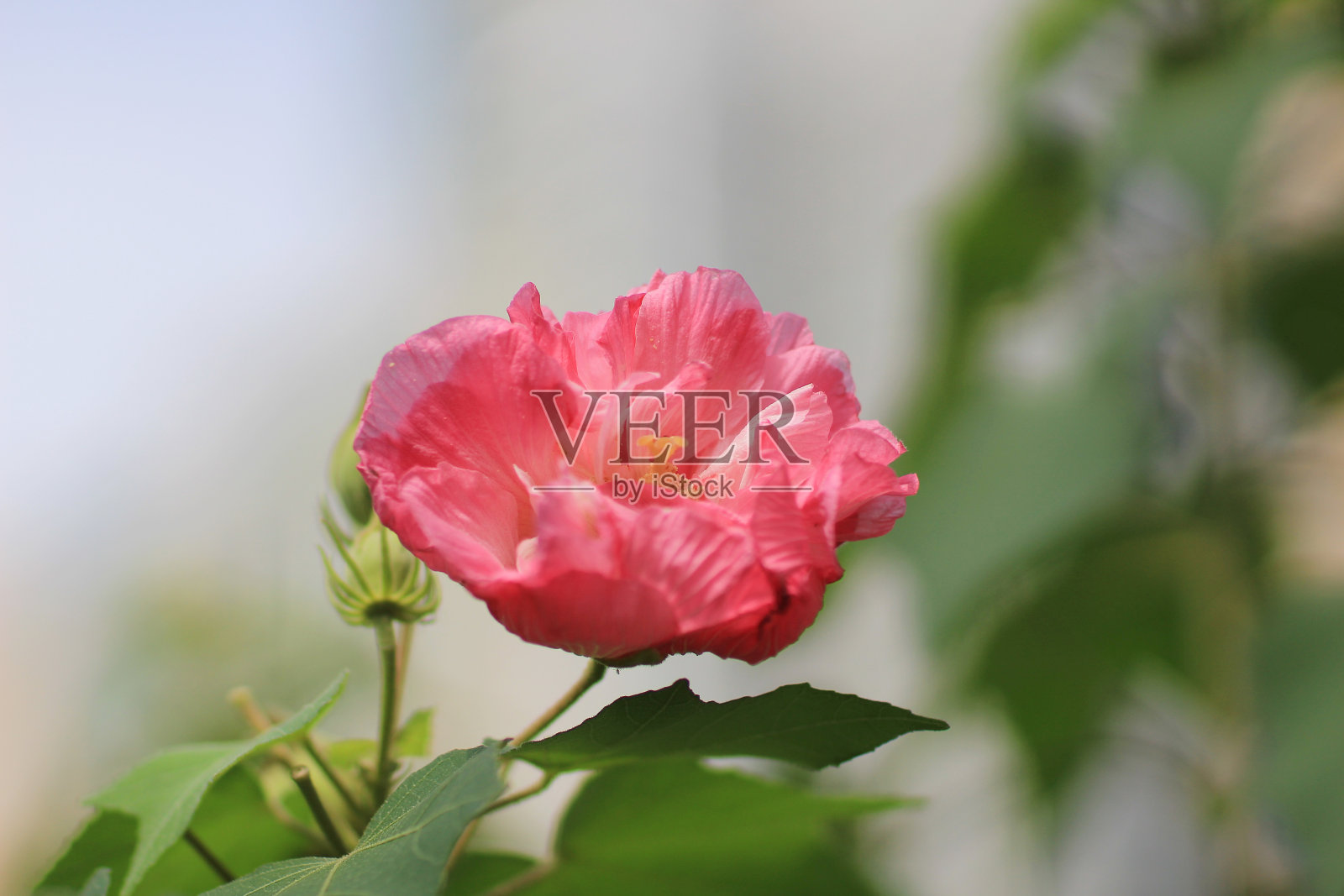 美丽的紫罗兰木槿在秋天的花园里照片摄影图片