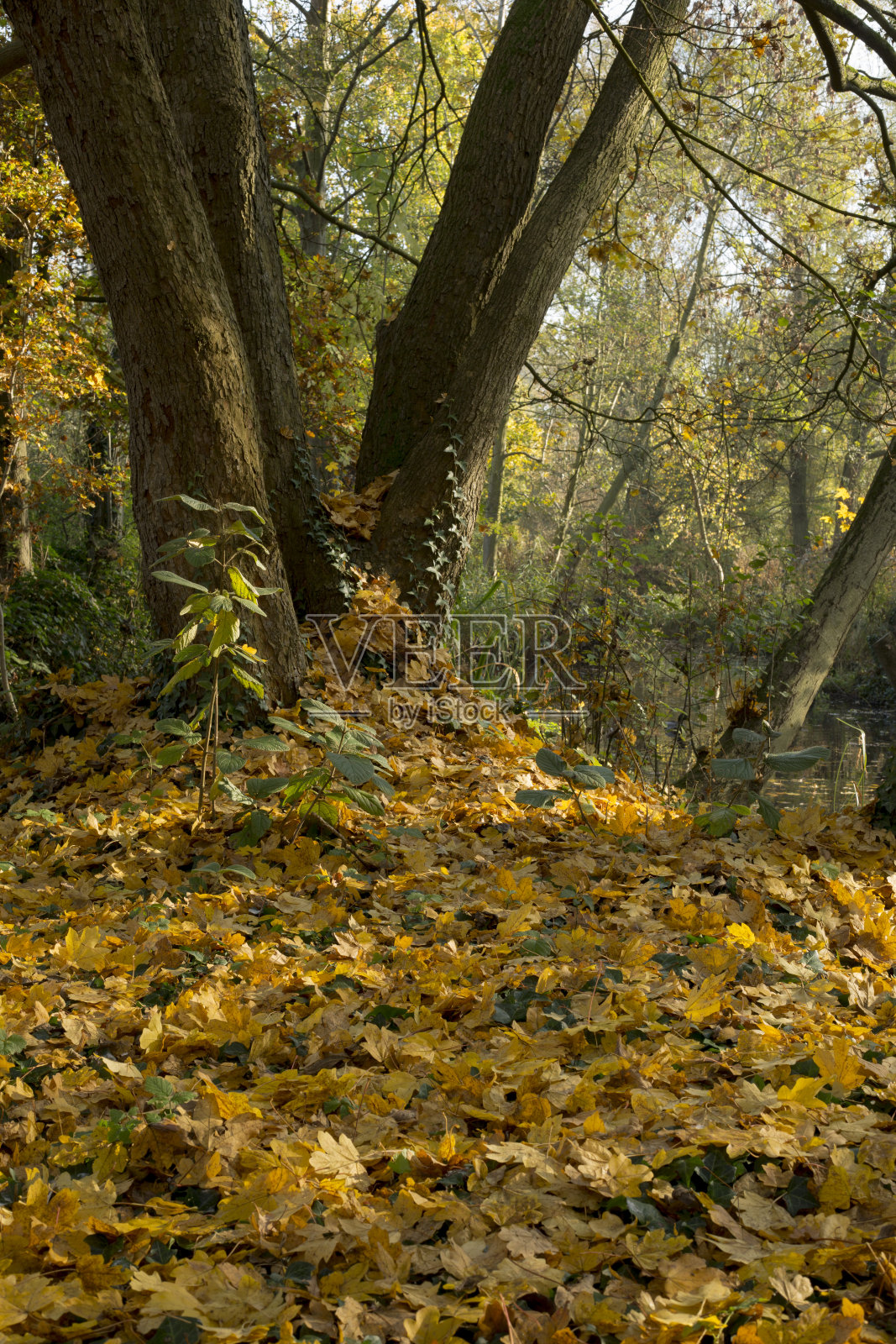 秋天的树和叶照片摄影图片