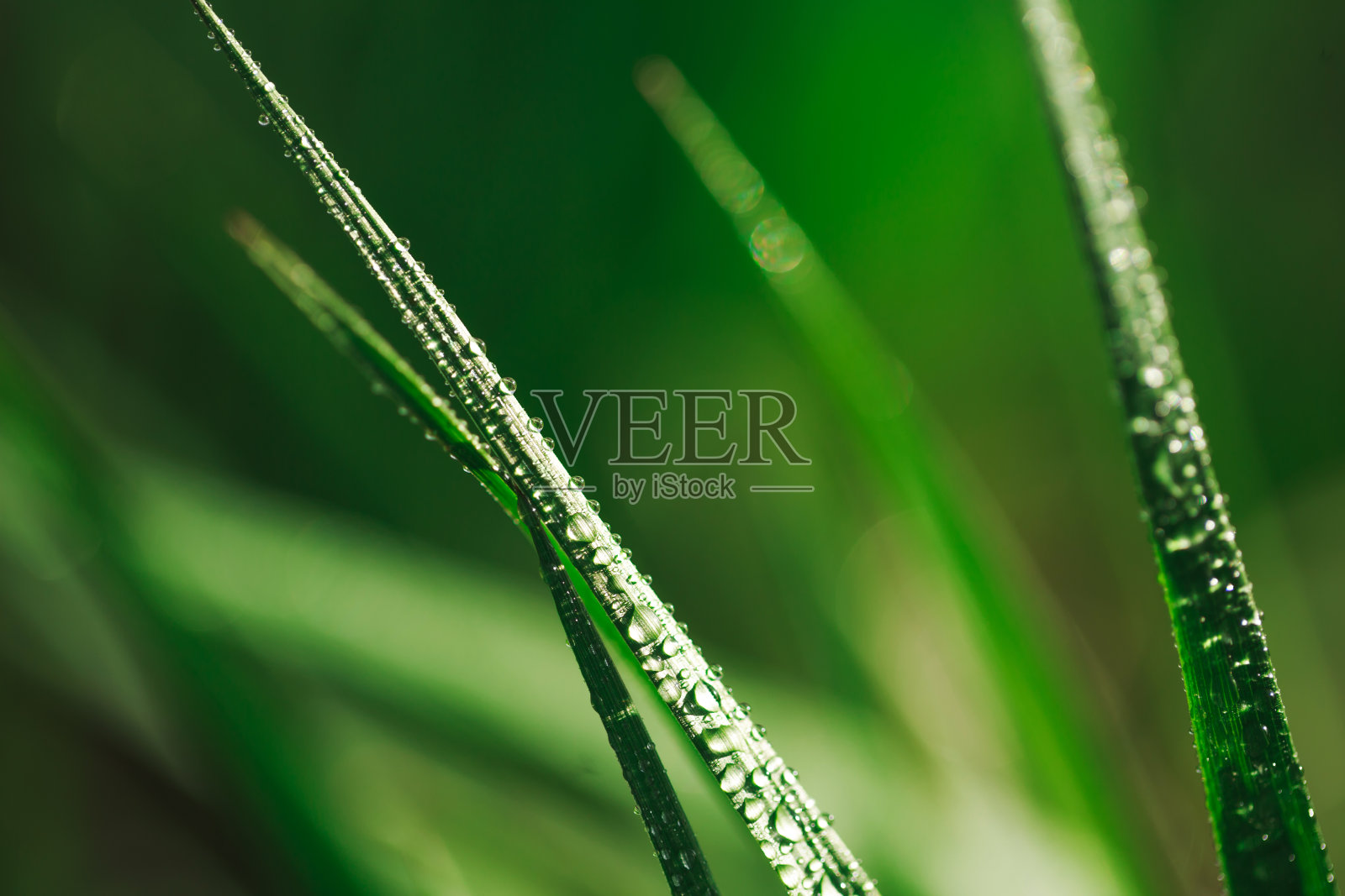 小草带着露珠照片摄影图片