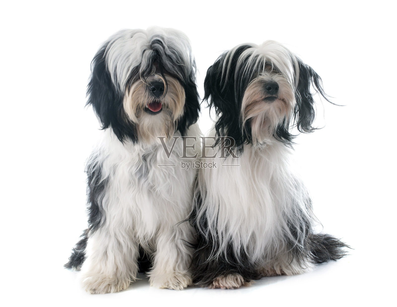 西藏梗类犬照片摄影图片