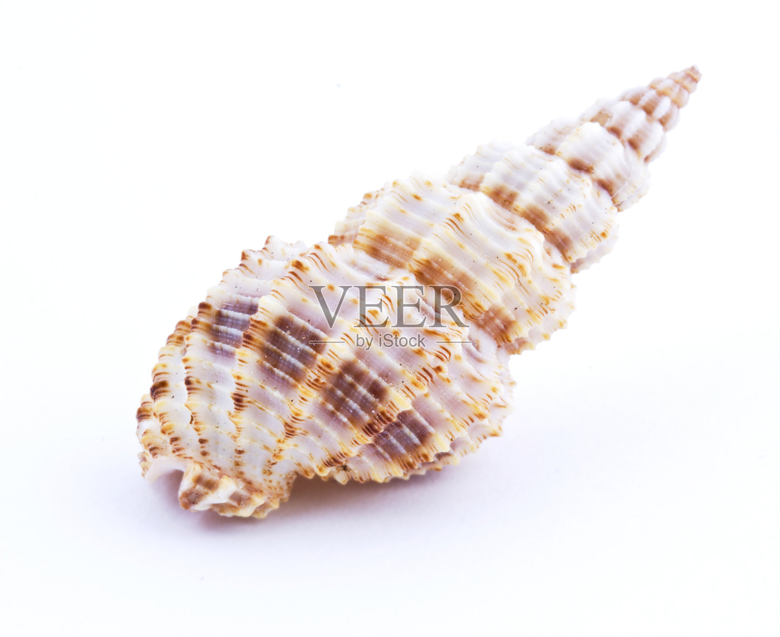 海贝壳照片摄影图片