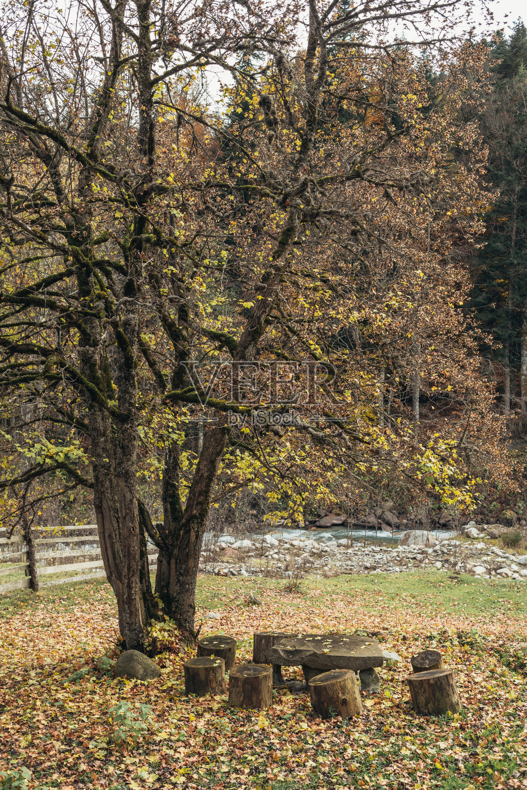 秋天的树木和树叶在山上露营照片摄影图片