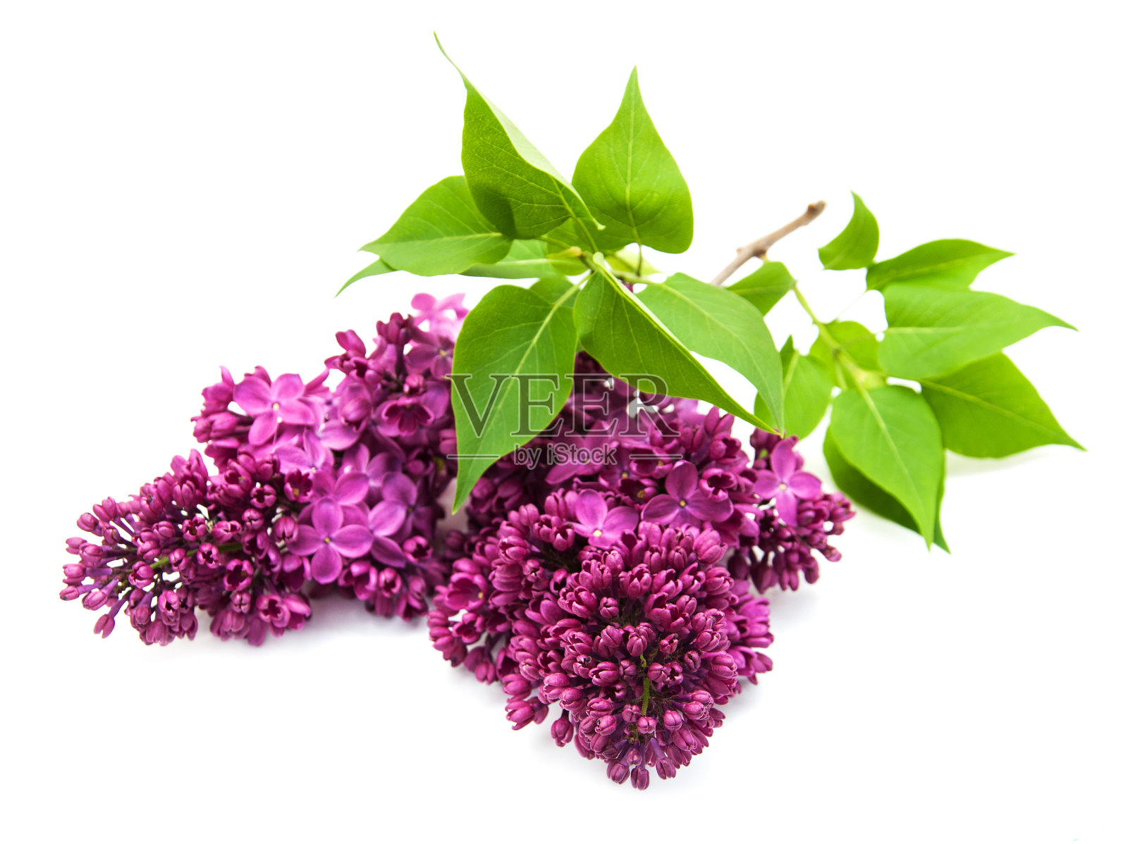 春天紫丁香花照片摄影图片