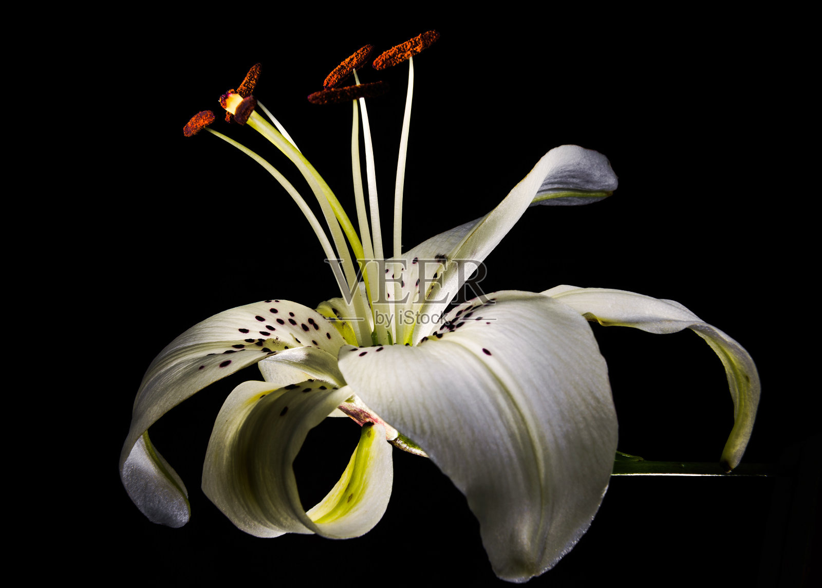 孤立在黑色背景上的白色百合照片摄影图片