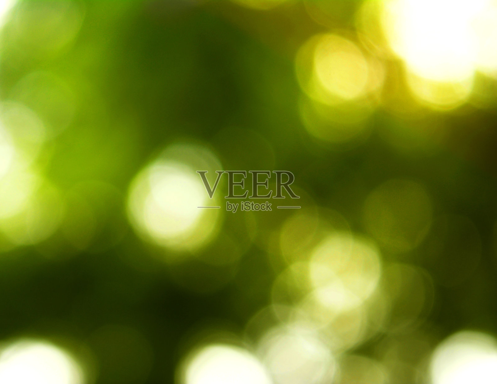 自然森林散景。照片摄影图片