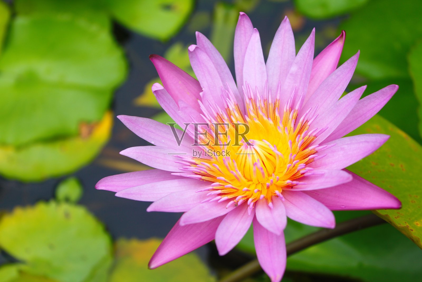 美丽的莲花照片摄影图片