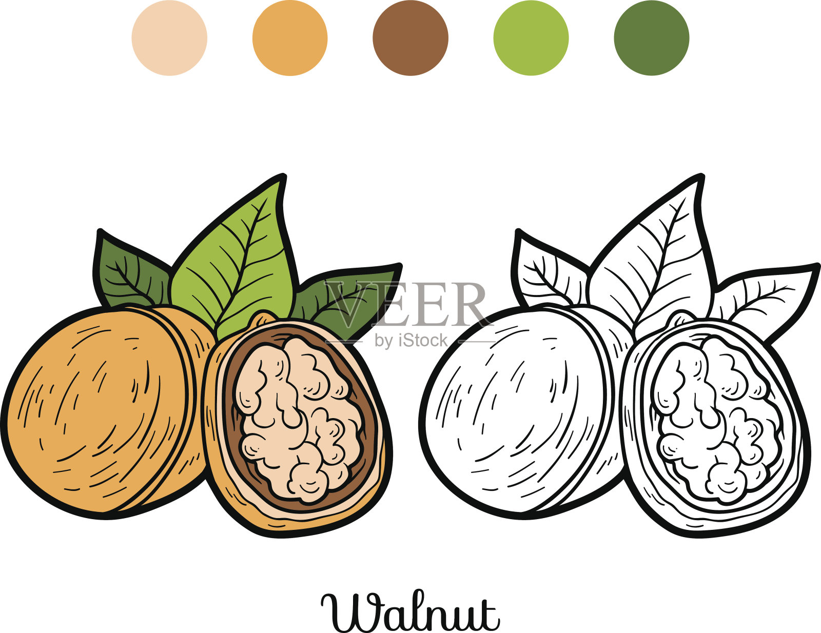 儿童涂色书:水果蔬菜(核桃)插画图片素材