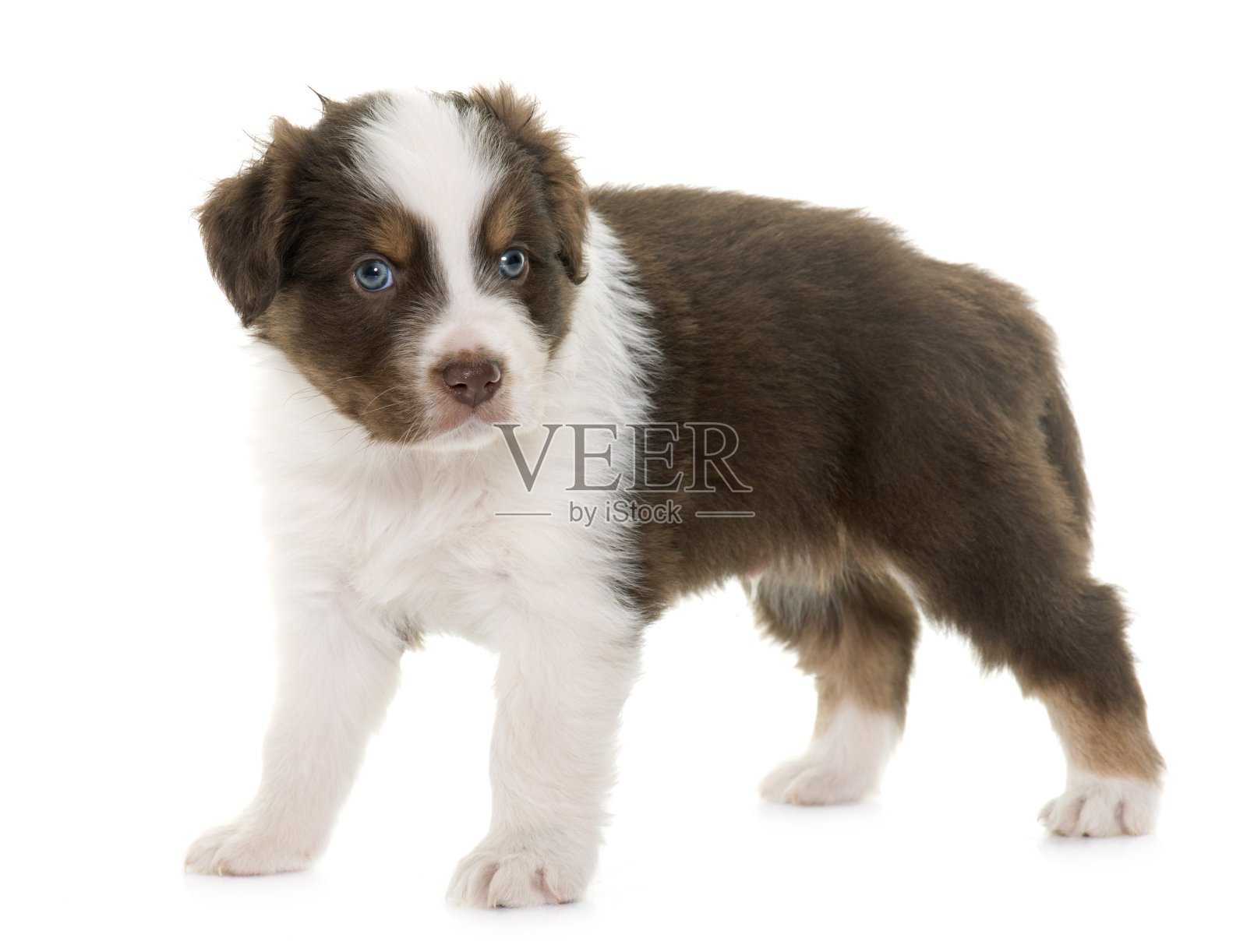 小狗的澳大利亚牧羊犬照片摄影图片