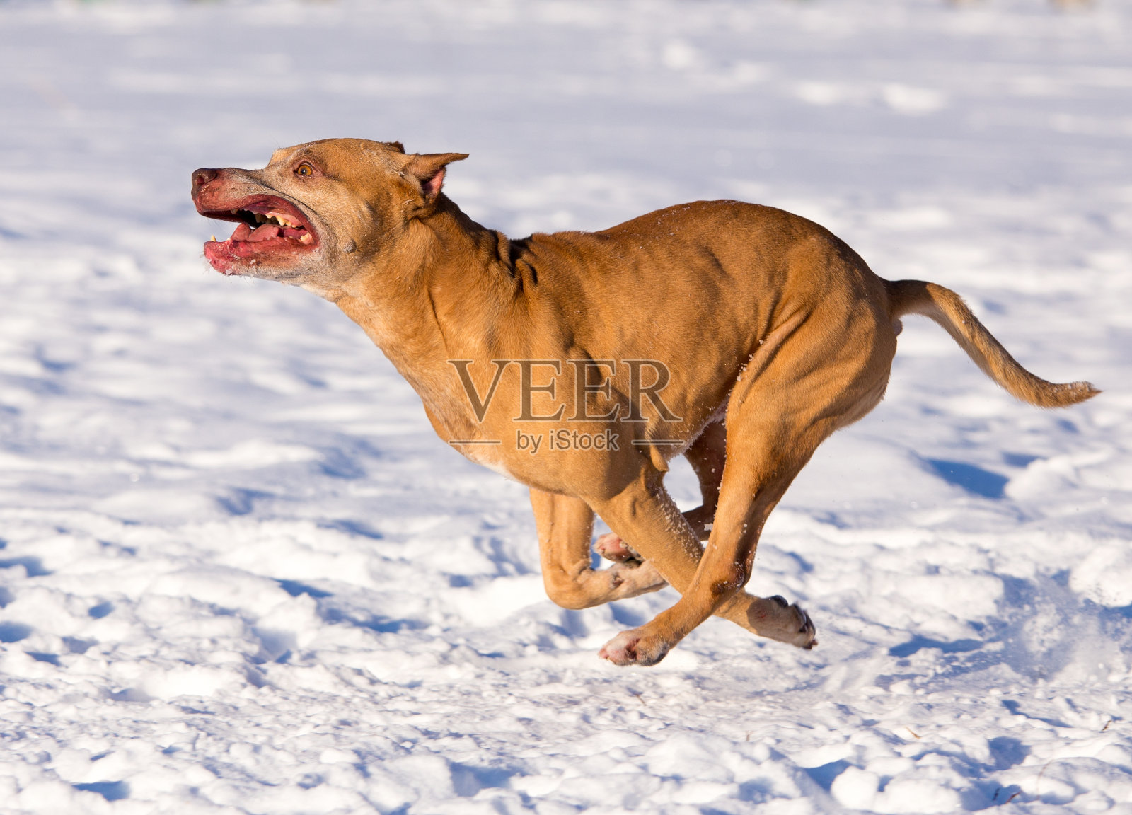 在雪中奔跑的美国比特斗牛梗照片摄影图片