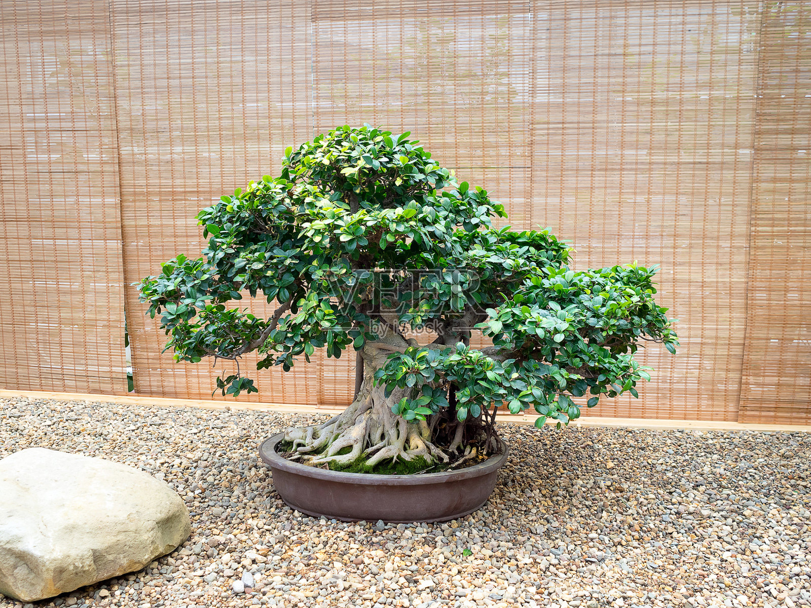 陶罐里的老盆景树照片摄影图片